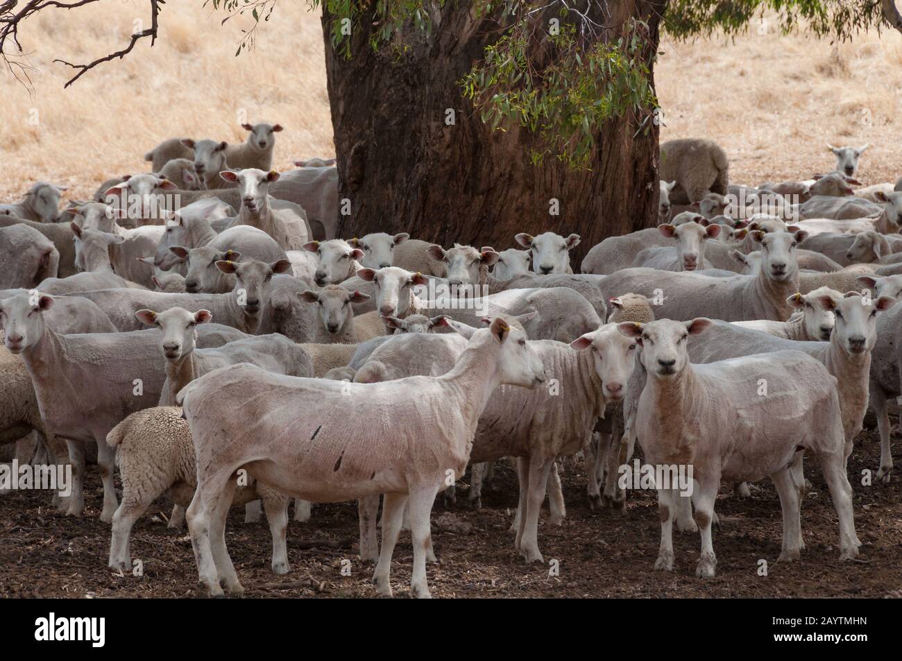 Flock of sheered sheep standing in the shade of tree. Australian