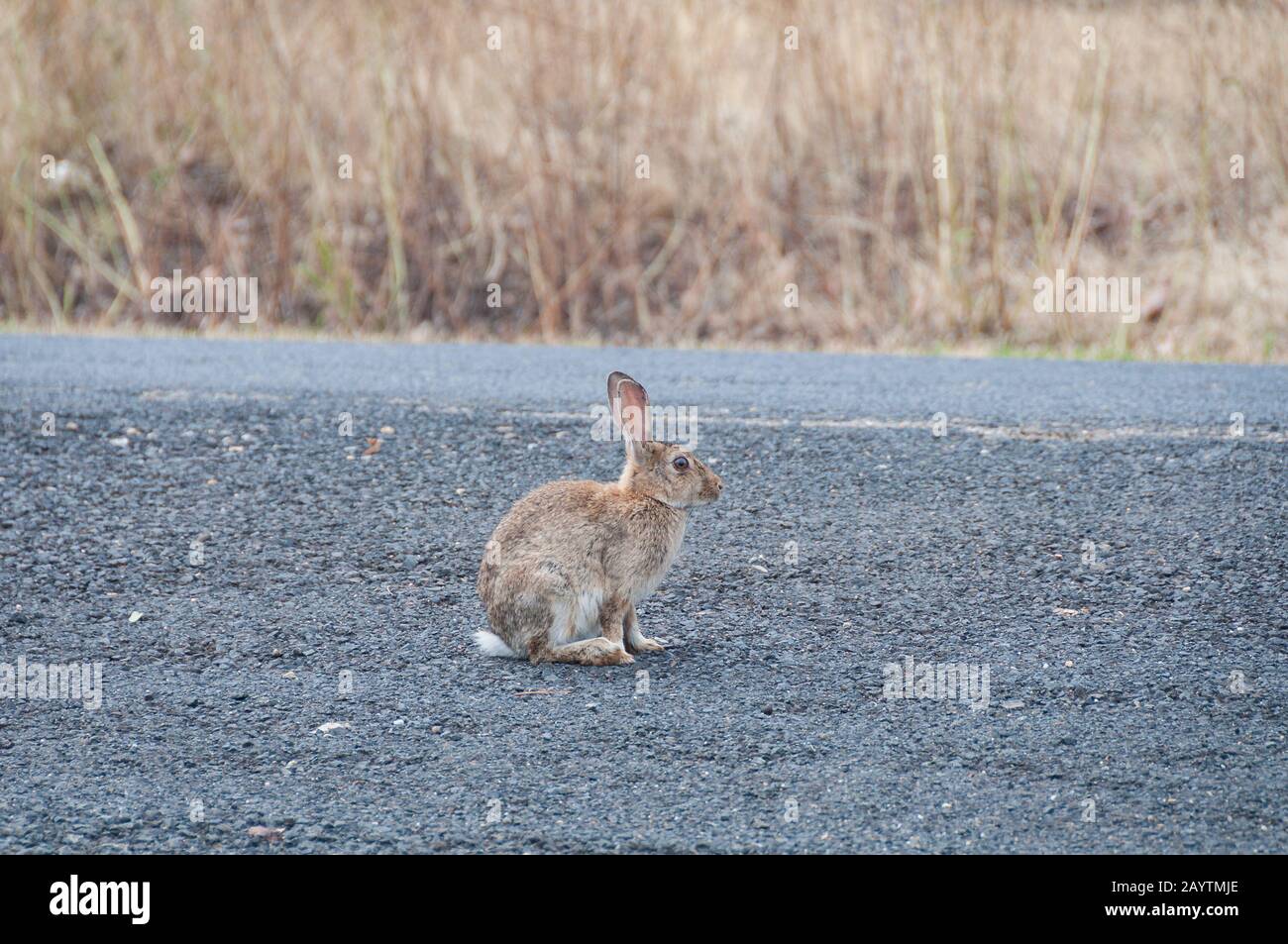 Wild brown rabbit on a road. Australian pest animals Stock Photo Alamy