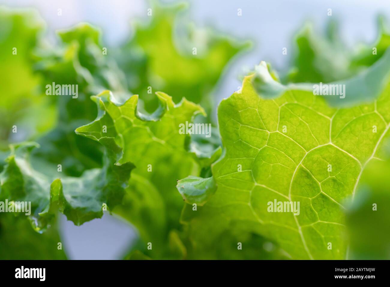 Lettuce leaves Planting in farmer's garden for food.healthy lettuce ...