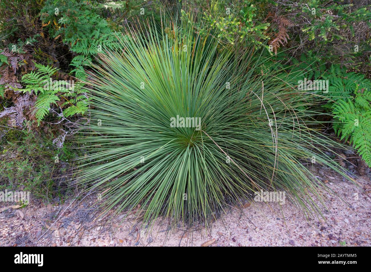 Close up of Australian endemic grass tree, Xanthorrhoea plant. Exotic tropical bush with spiky leaves Stock Photo