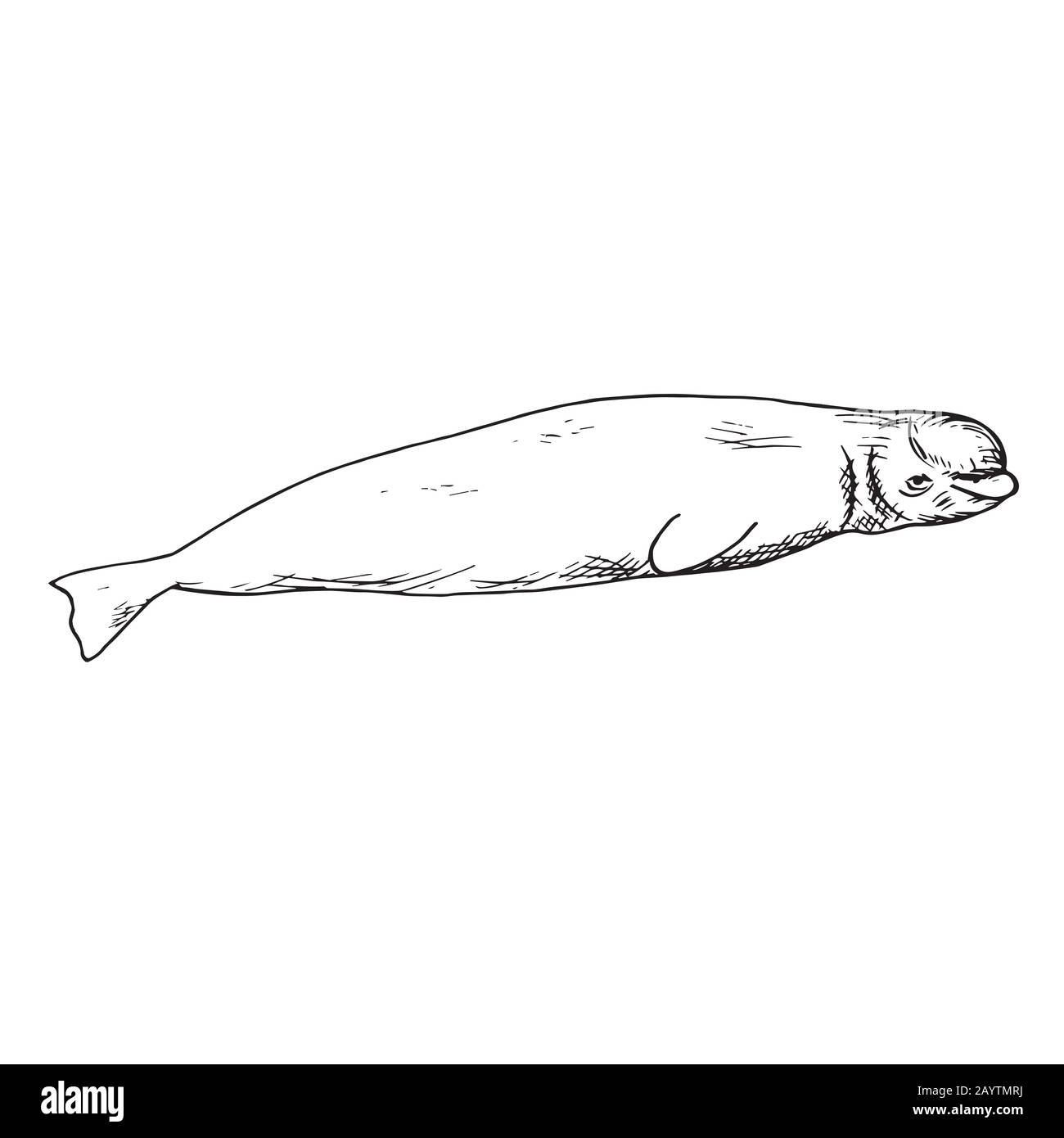 Beluga, hand drawn doodle, sketch, outline illustration Stock Photo