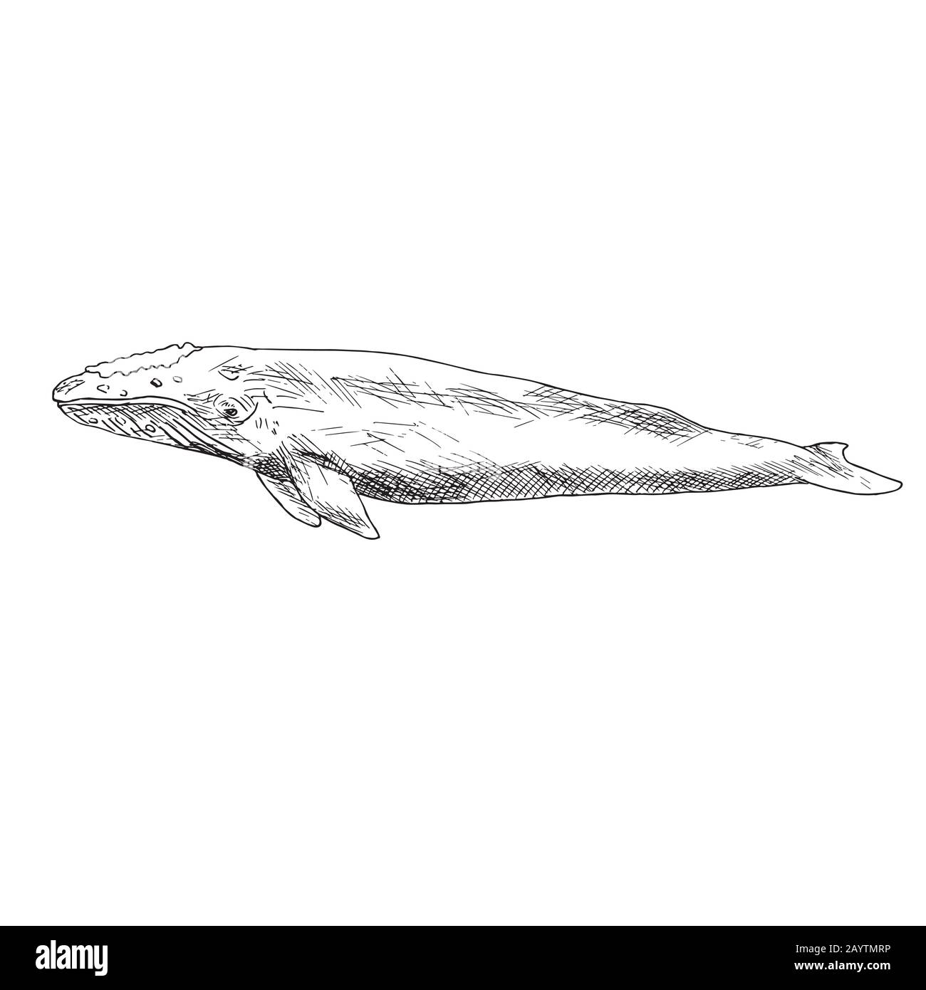 Blue Whale, hand drawn doodle, sketch, outline illustration Stock Photo