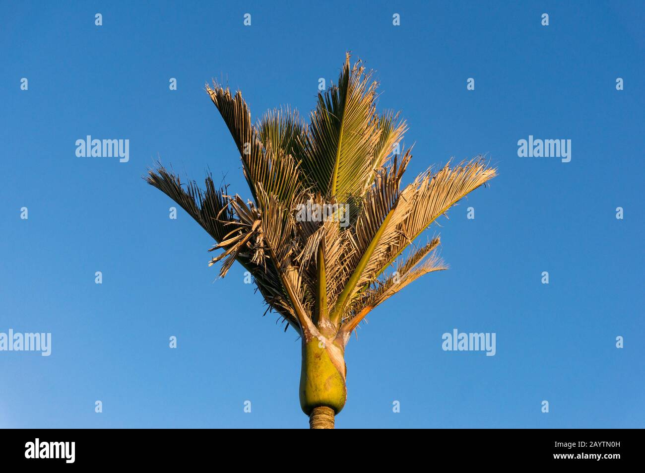 Canopy of palm leaves hi-res stock photography and images - Alamy
