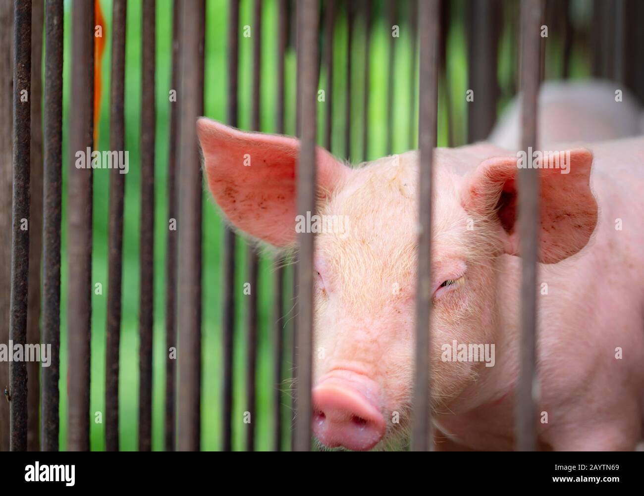 Little pig in farm. Small pink piglet. African swine fever and swine flu concept. Livestock farming. Pork meat industry. Healthy and cute pig Stock Photo