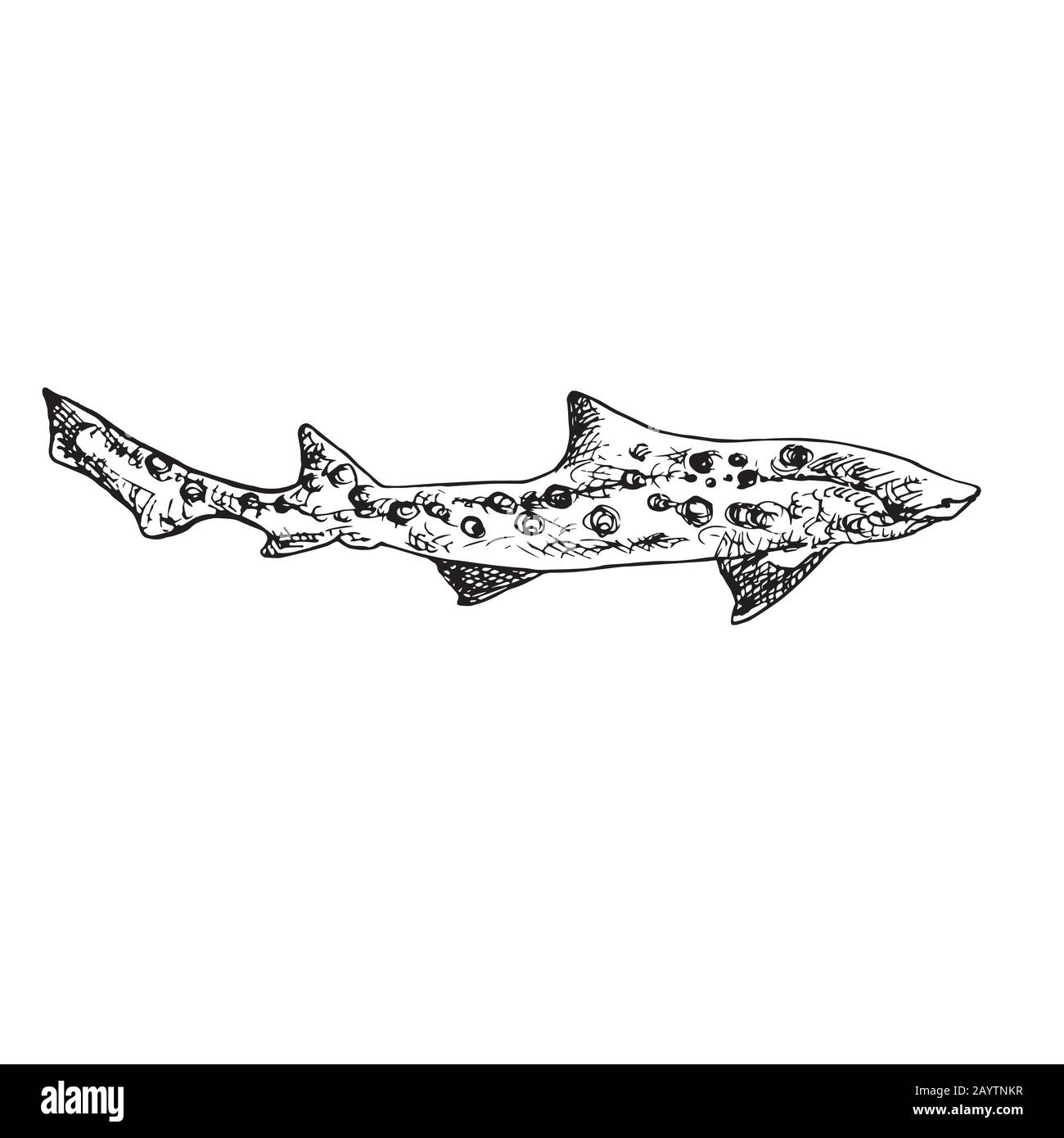 The leopard shark (Triakis semifasciata), hand drawn doodle, sketch,  outline illustration Stock Photo