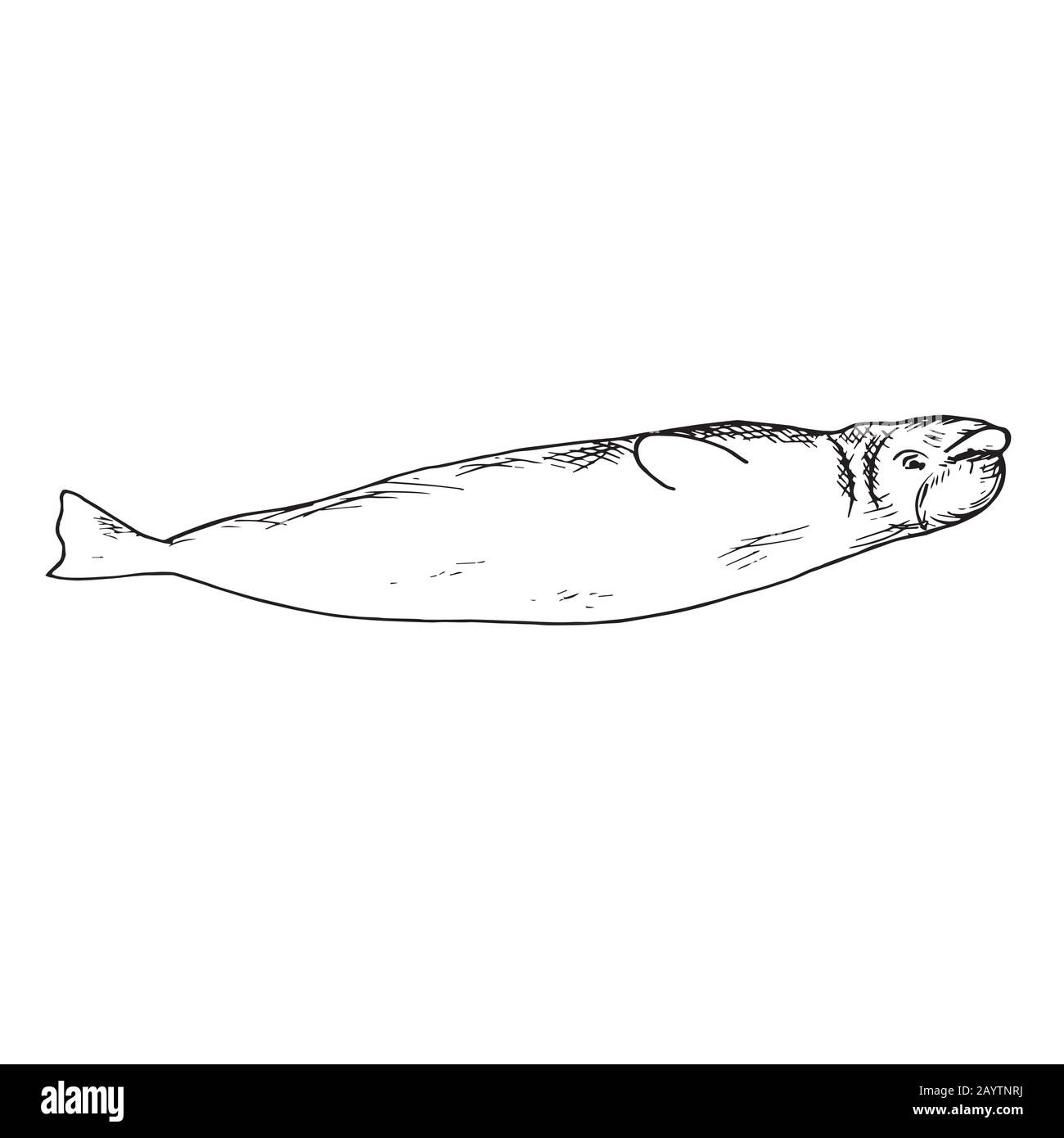 Beluga, hand drawn doodle, sketch, outline illustration Stock Photo