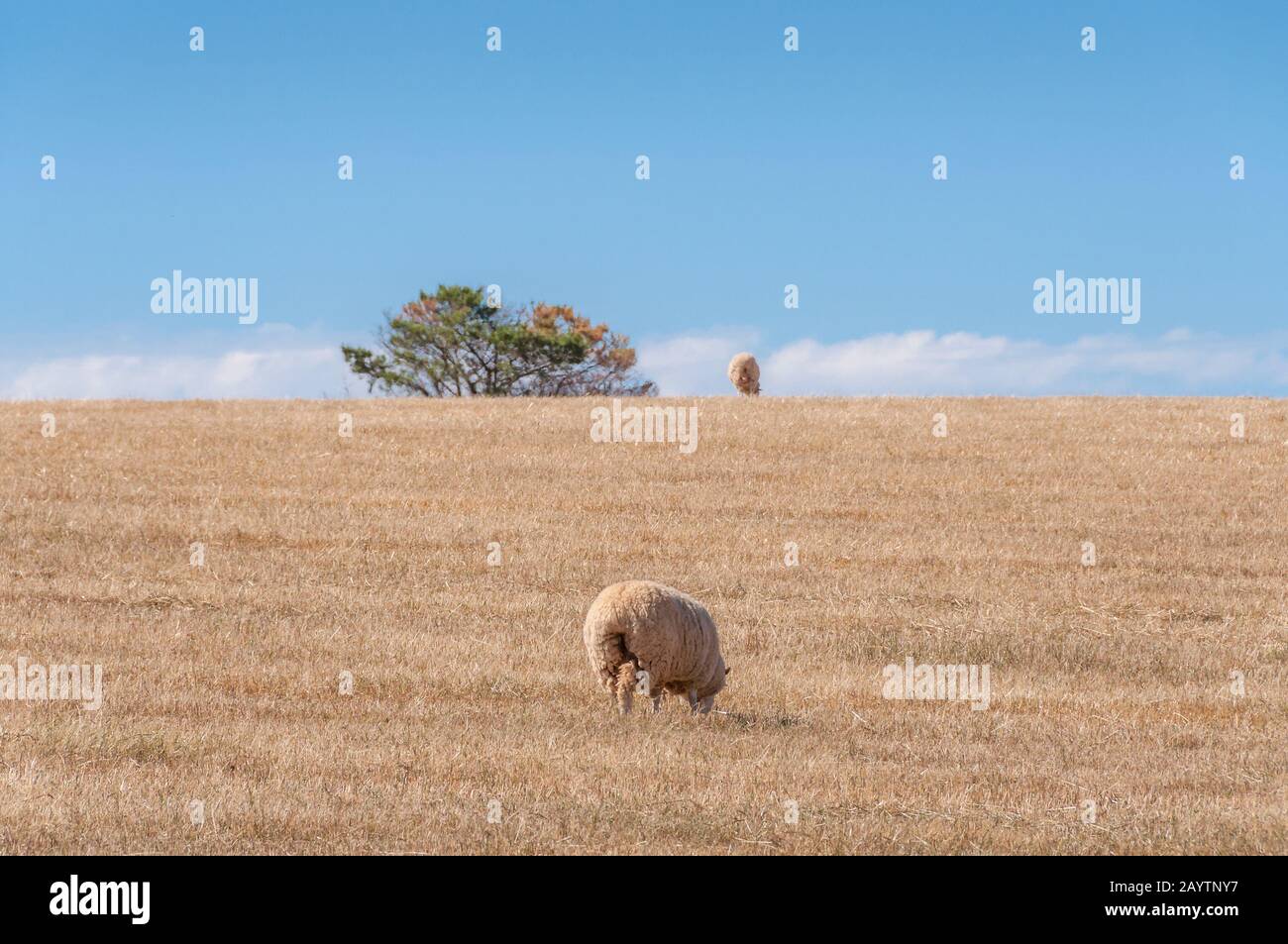 Picture of Sheep grazing dry and lifeless grass on paddock. Drought scene. Impact ...