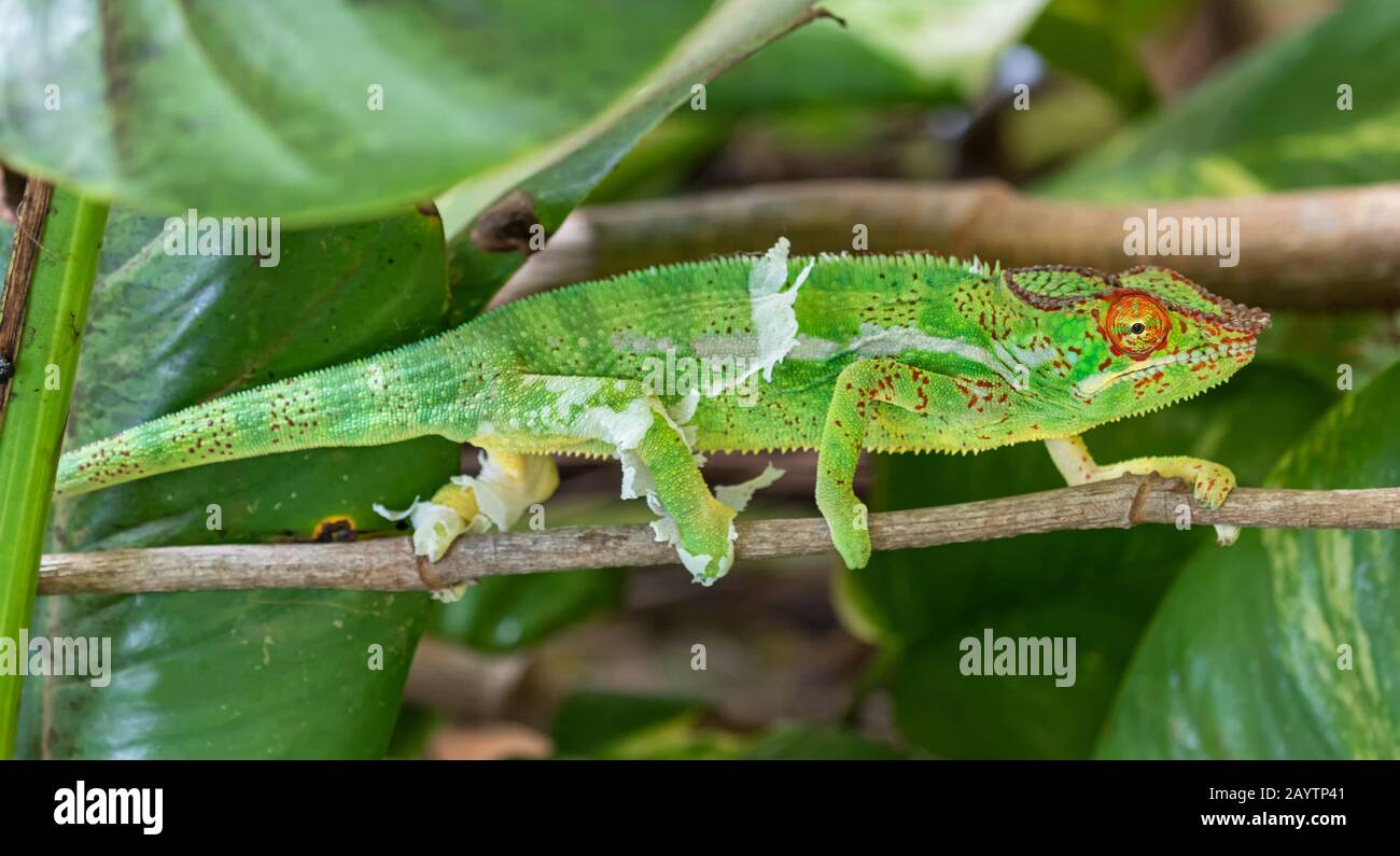 Male Panther chameleon (Furcifer pardalis) Stock Photo