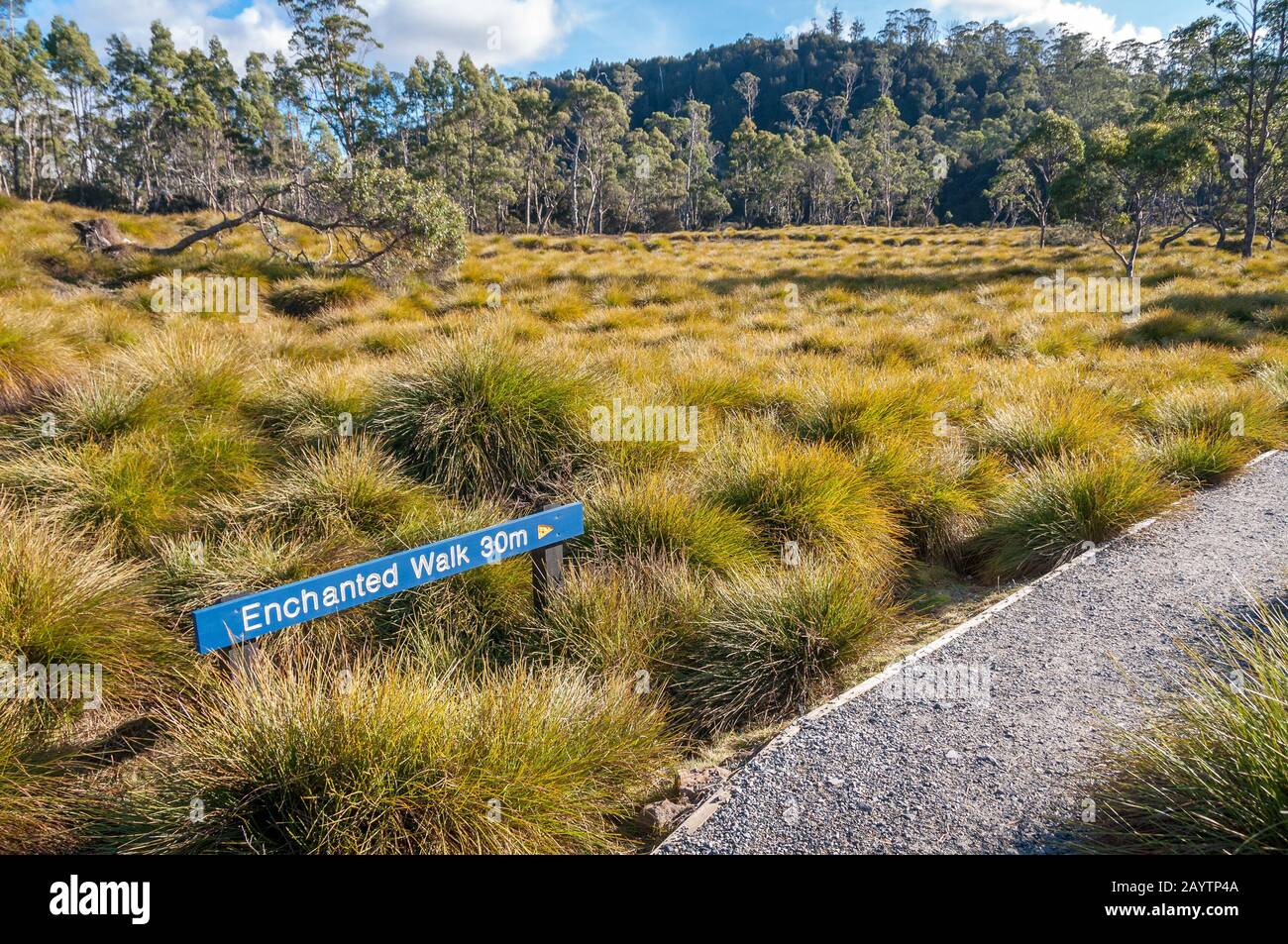 Tasmania, Australia - July 23, 2014: Tussock grassland and eucalyptus ...