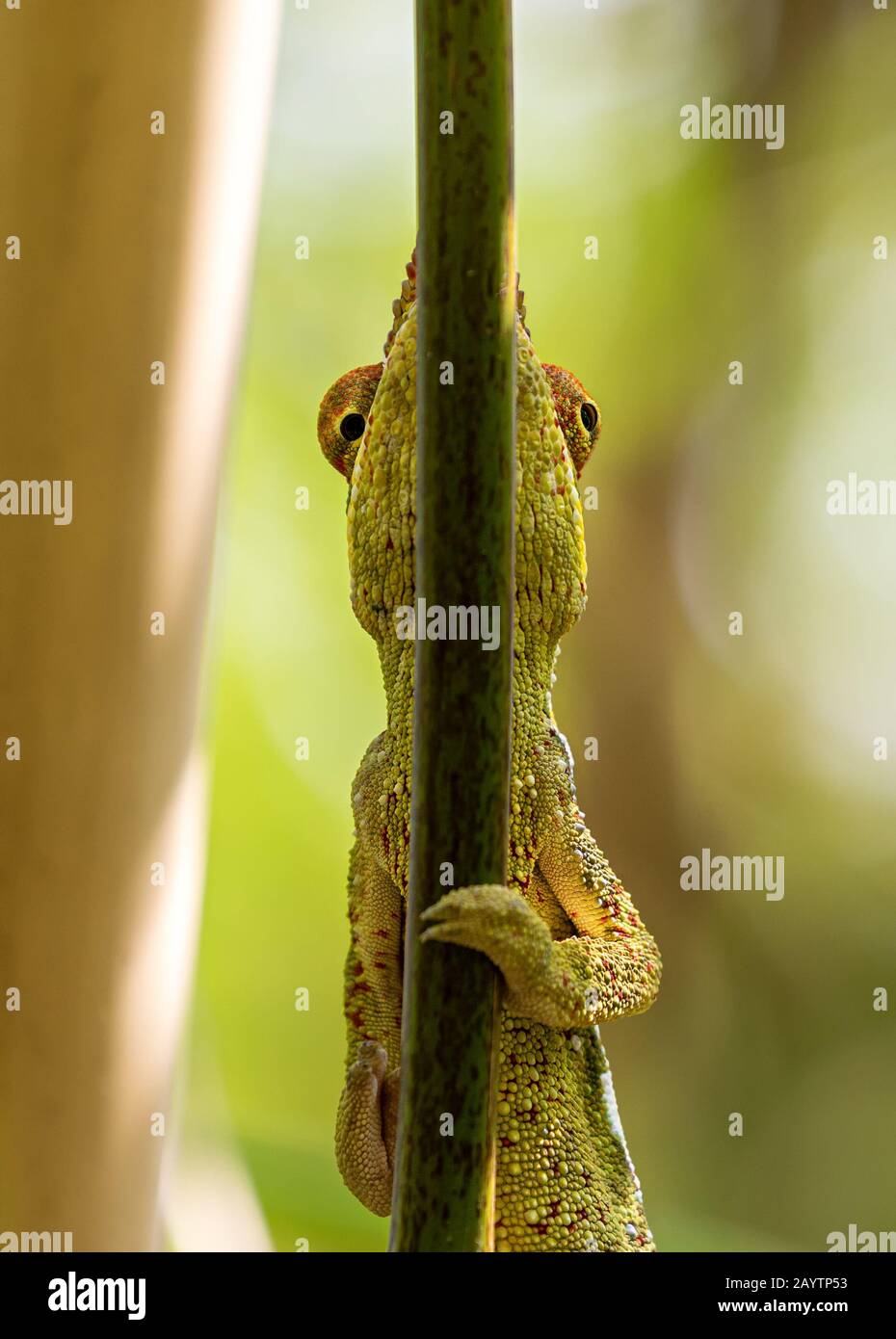 Close-up view of a Panther chameleon (Furcifer pardalis) Stock Photo
