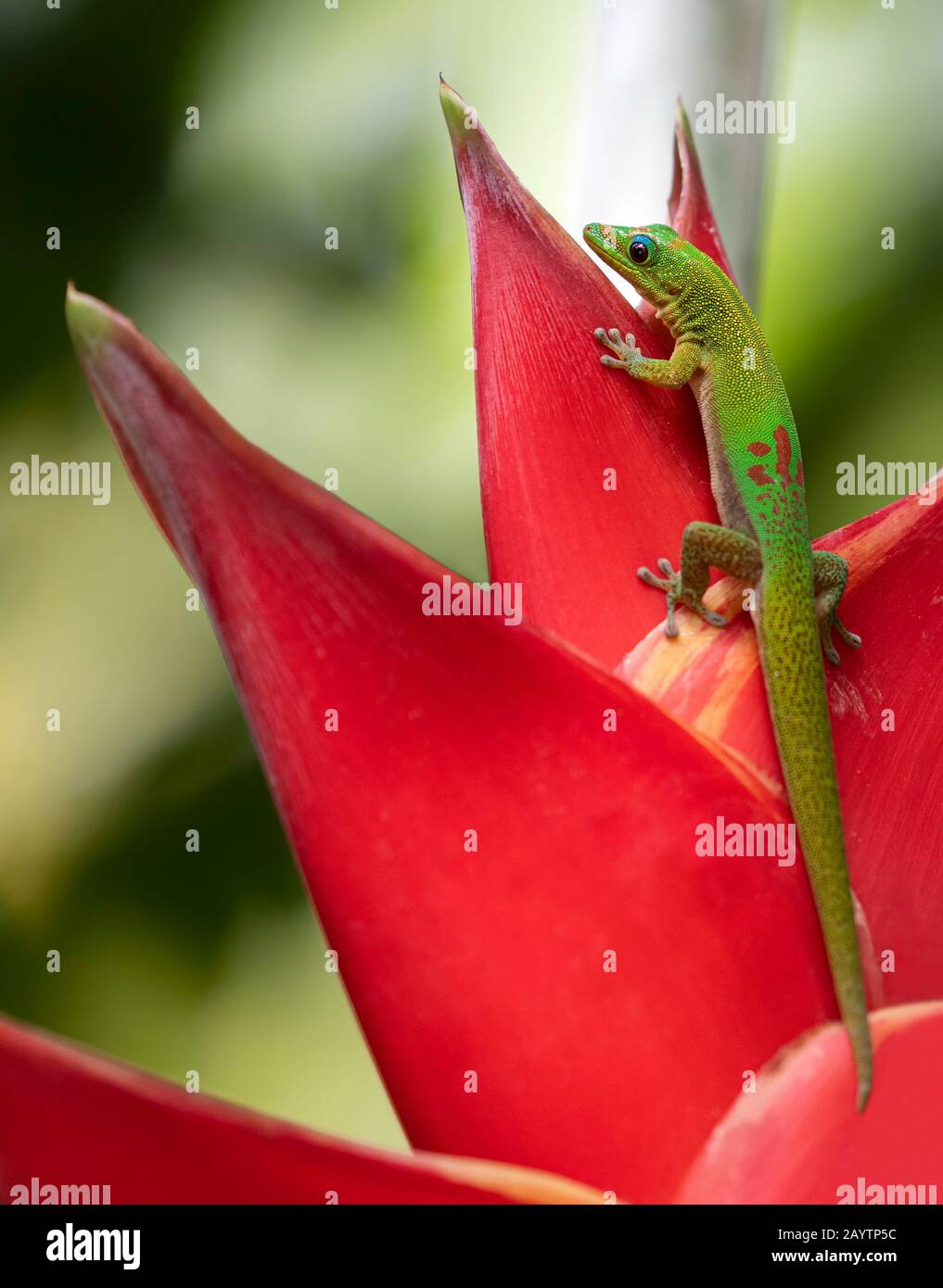 Close-up view of Gold dust day gecko (Phelsuma laticauda) sitting on a Heliconia Stock Photo