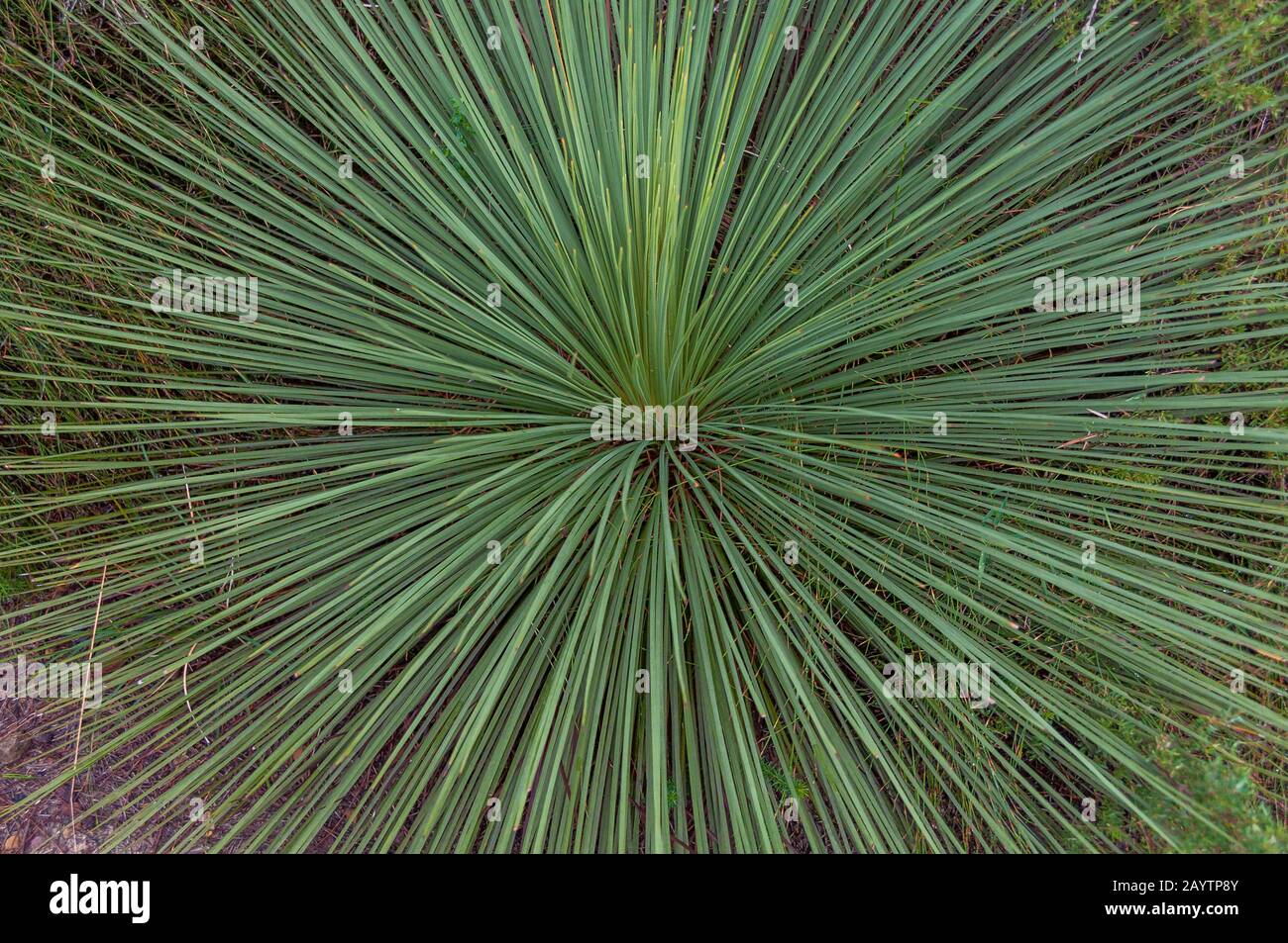 Close up of Australian tree grass leaves. Xanthorrhoea plant long spiky foliage abstract texture background Stock Photo