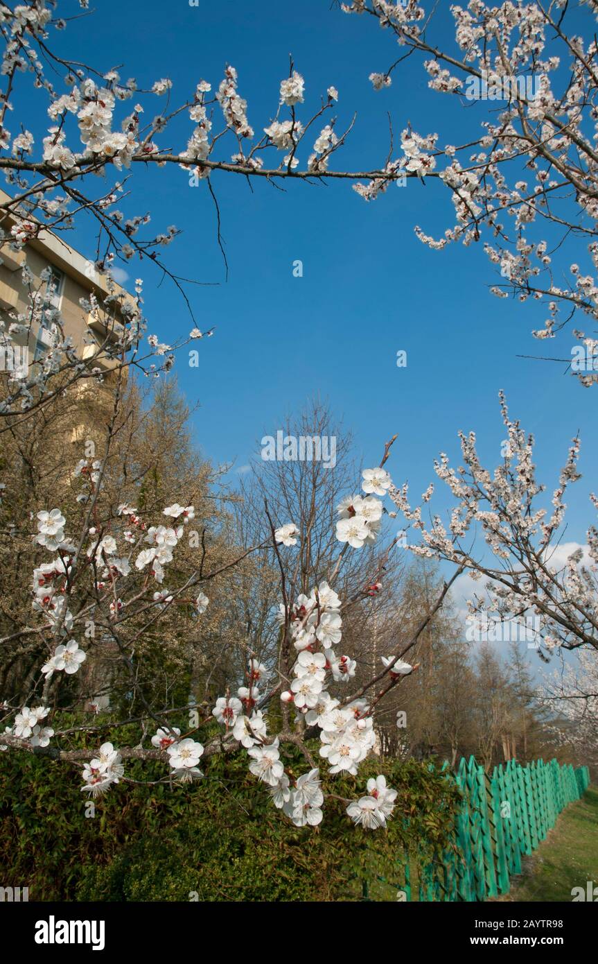 Local sakura hi-res stock photography and images - Alamy
