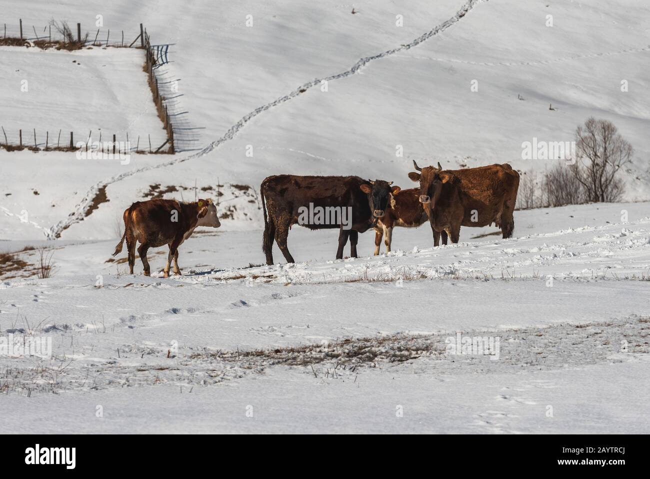 Cows standing in the snow in the winter mountain Stock Photo