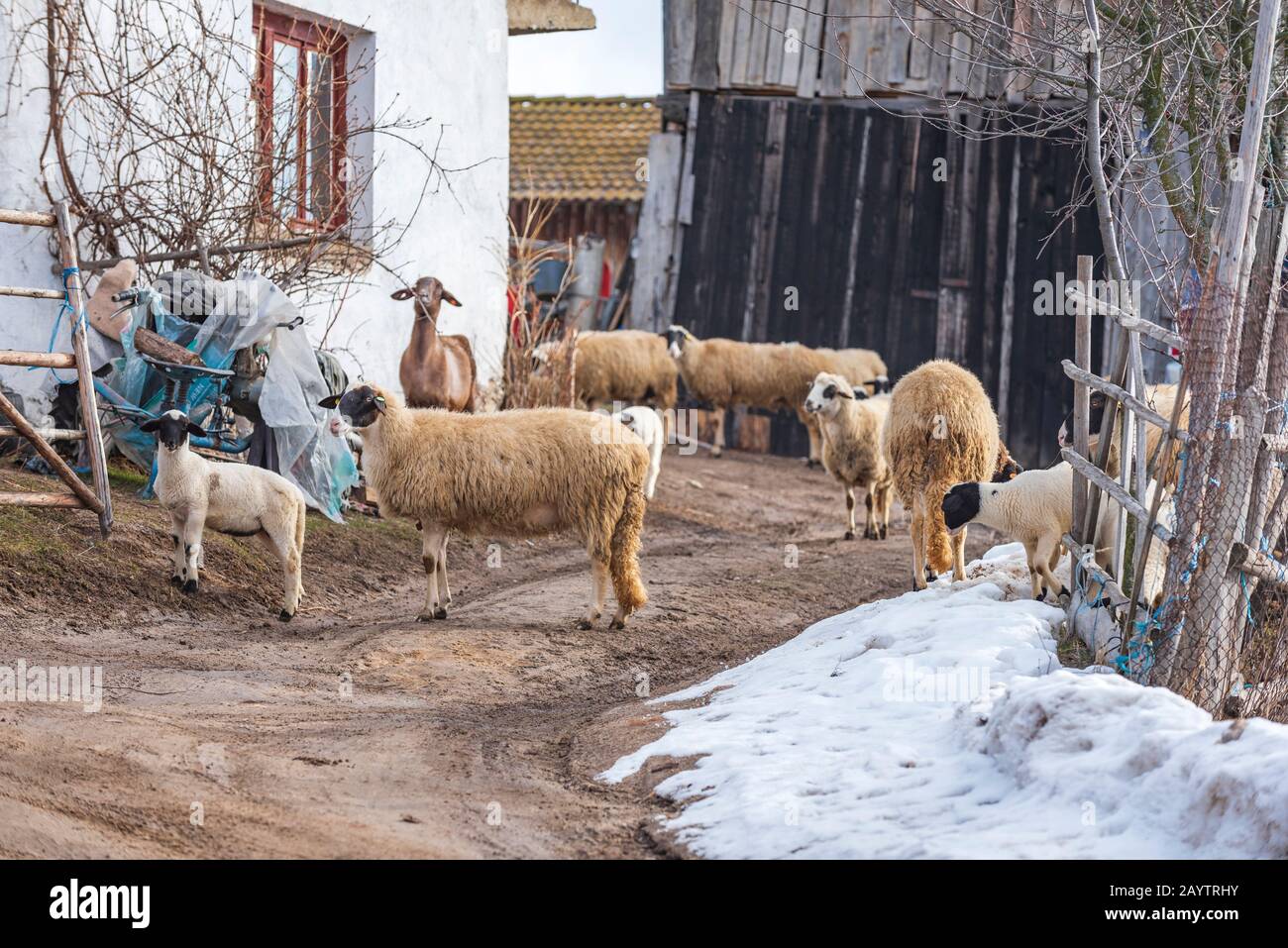 Closeup of merino sheep and small lambs in high mountain farm at Krastava village, Rhodopes mountain, Bilgaria at winter. Stock Photo