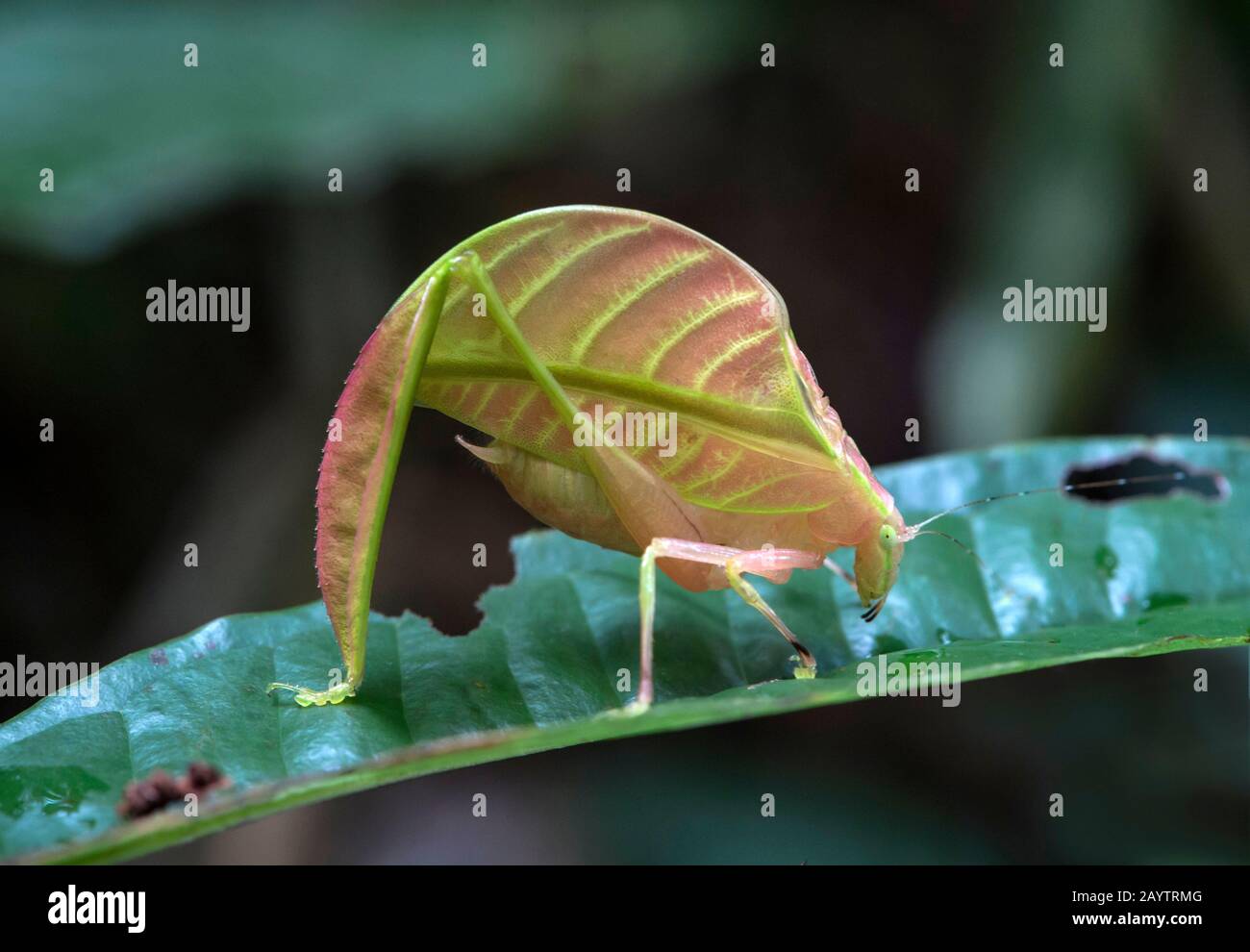 Pink-colored Leaf katydid Eulophyllum lobatum, mimicking jungle foliage, Kinabalu National Park, Sabah, Borneo, Malaysia Stock Photo