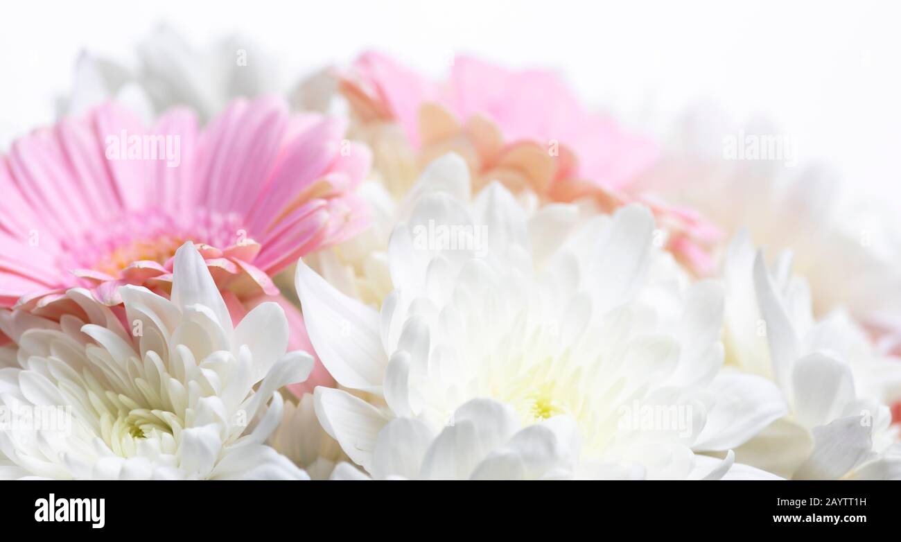 Still life of flowers on white background Stock Photo - Alamy