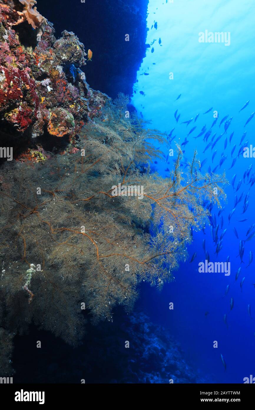 Black coral (Antipathes dichotoma) underwater in the coral reef of the
