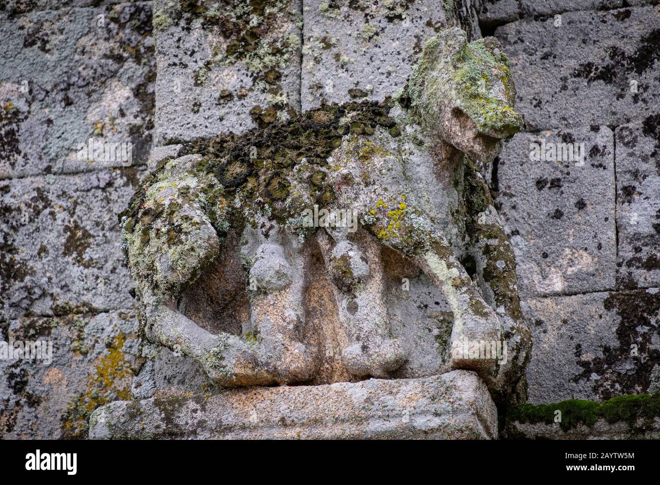 loba amamantando lobeznos, San Pedro da Mezquita, Monumento Nacional , municipio de La Merca, provincia de Orense, Galicia, Spain. Stock Photo