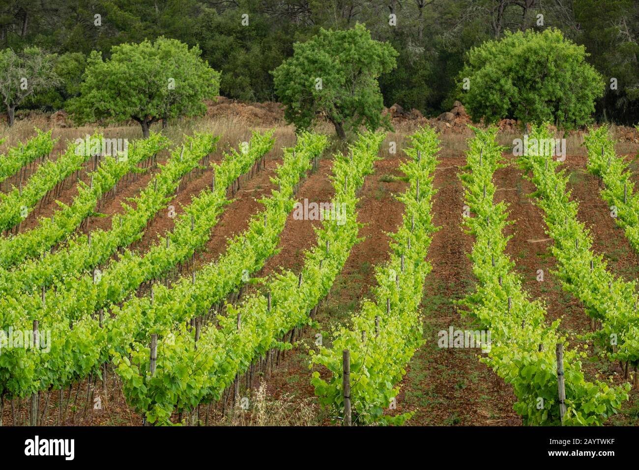 plantacion de viñedos bajo la lluvia,