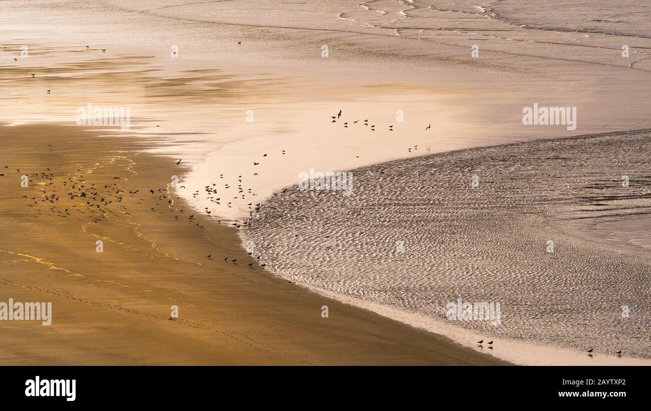 A panoramic view of low tide and evening light at Crantock Beach in Newquay in Cornwall. Stock Photo