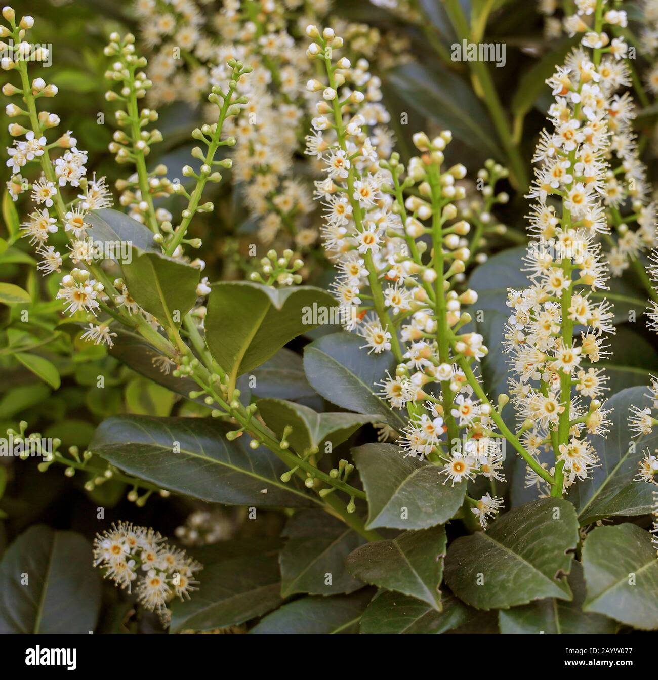 cherry-laurel (Prunus laurocerasus), flowering Cherry Laurel, German Wine Route Stock Photo