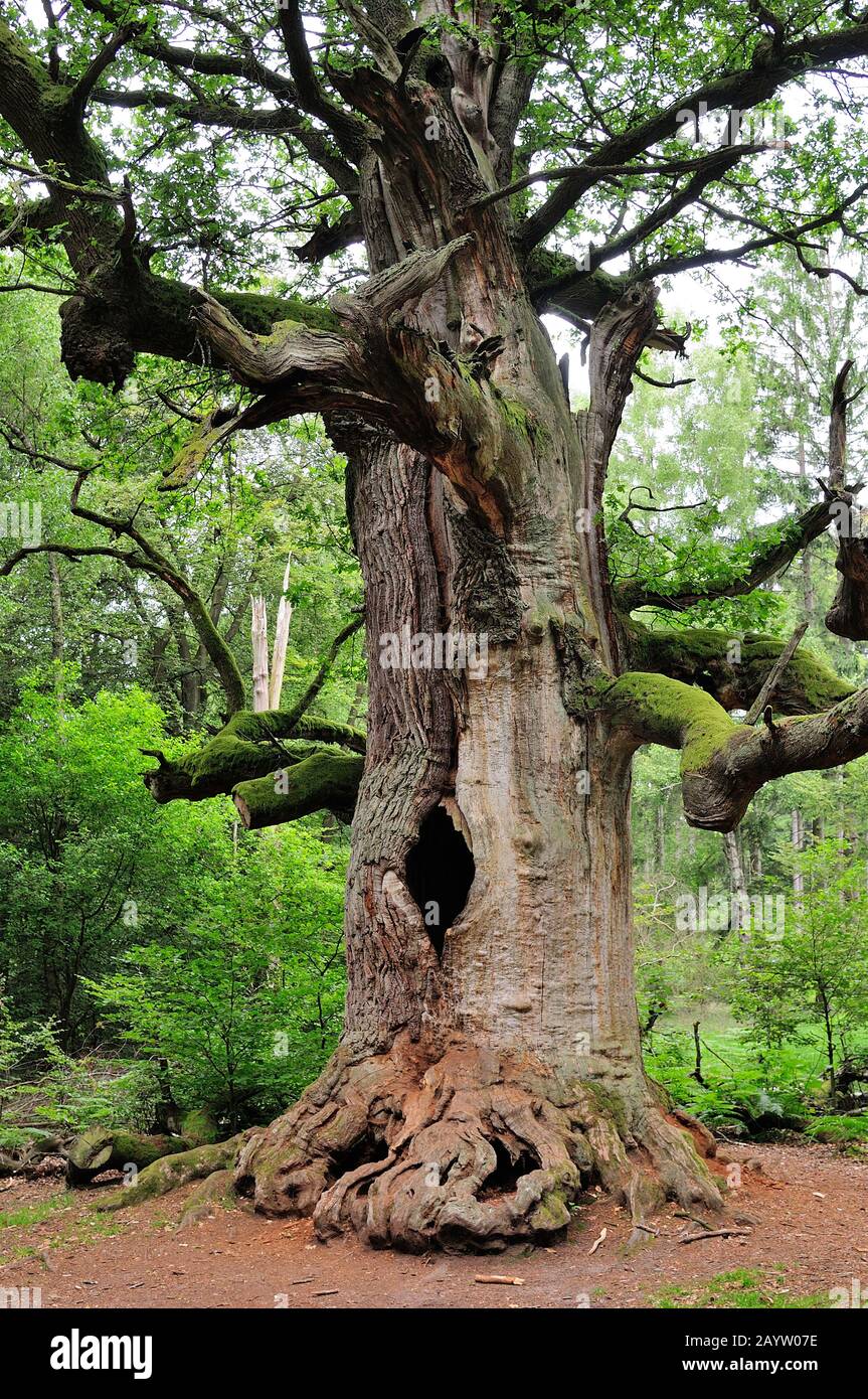 common oak, pedunculate oak, English oak (Quercus robur. Quercus pedunculata), old oak , Germany, North Rhine-Westphalia Stock Photo