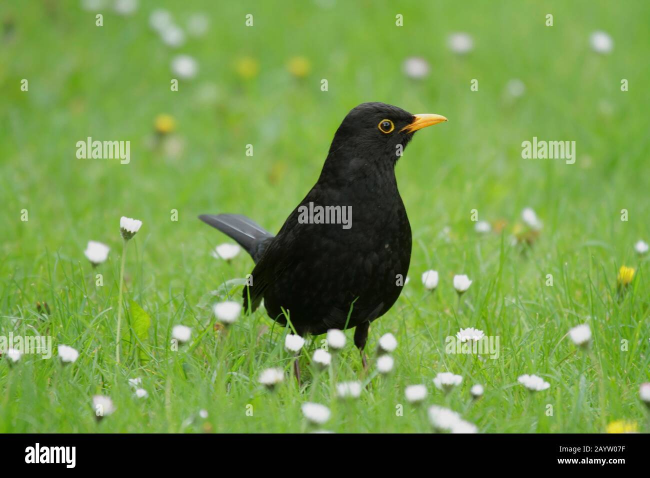 blackbird (Turdus merula), male on a lawn with daisy, Germany, North Rhine-Westphalia Stock Photo