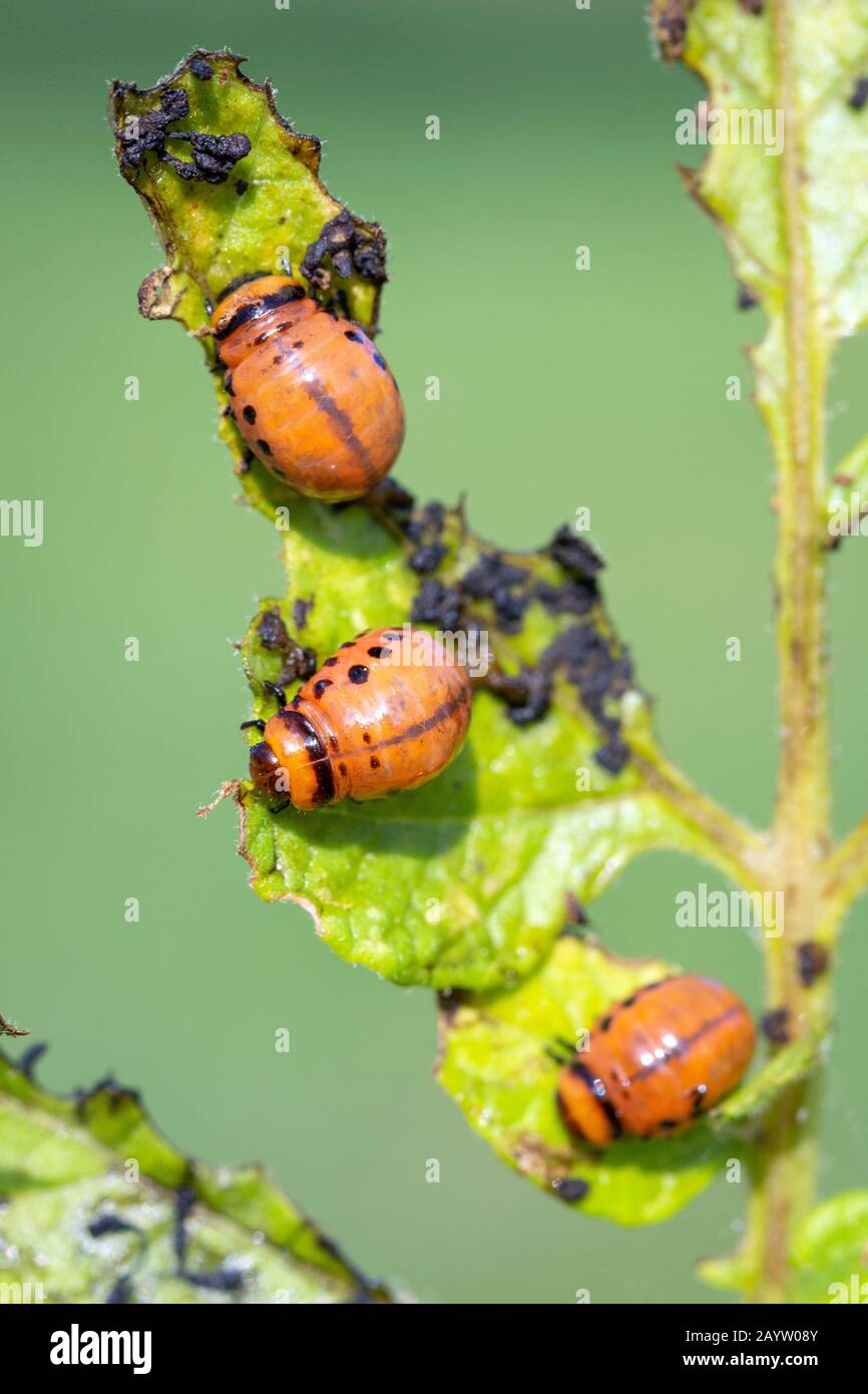 Three Colorado Potato Beetle Larvae Leptinotarsa Decemlineata Eating From The Leaf Of A Potato Plant Stock Photo Alamy