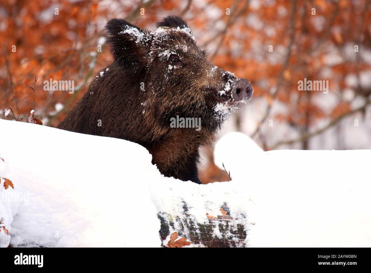 wild boar, pig, wild boar (Sus scrofa), in the snow, portrait, Germany, North Rhine-Westphalia Stock Photo