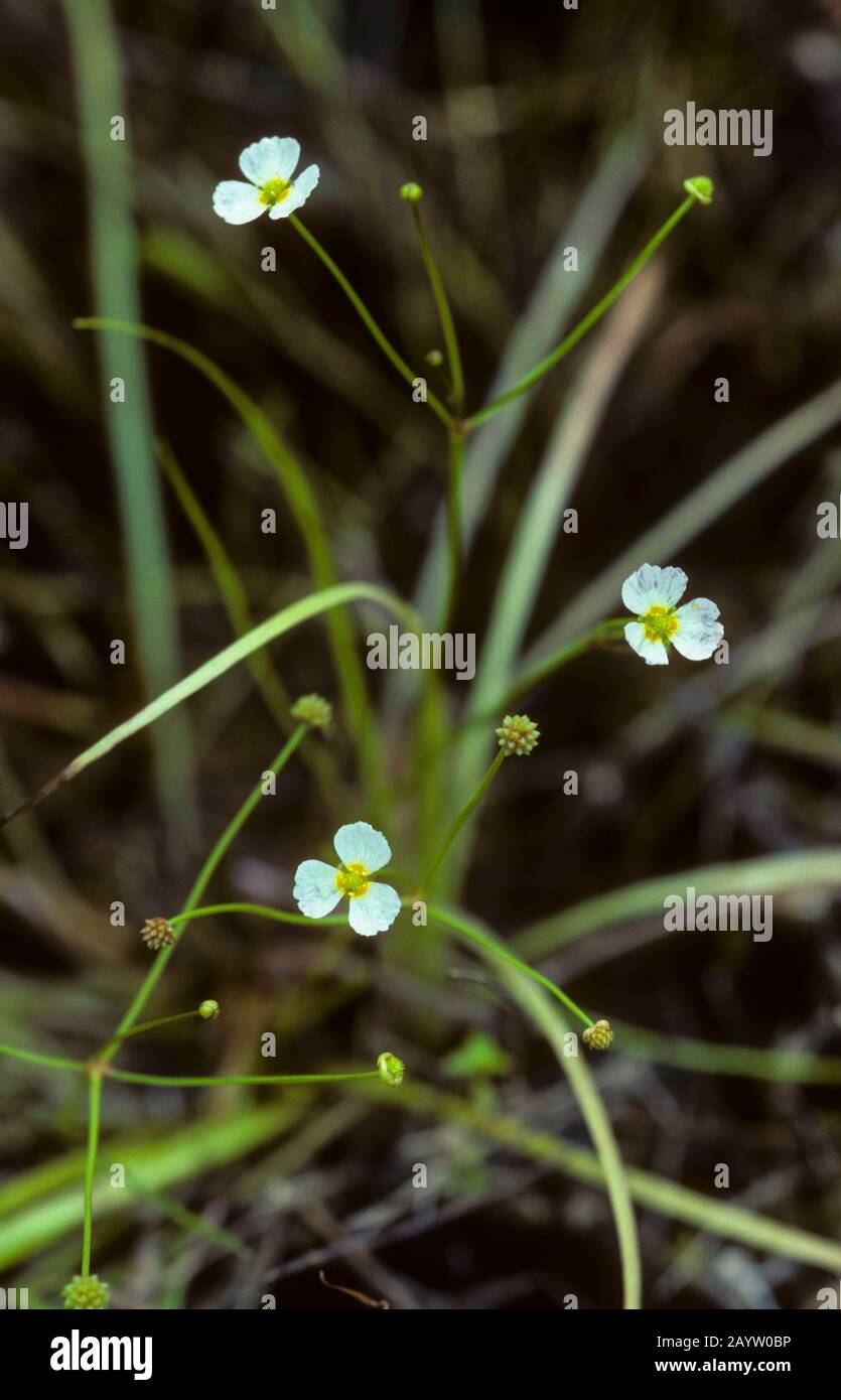 lesser water-plantain (Baldellia ranunculoides, Alisma ranunculoides), blooming, Germany Stock Photo