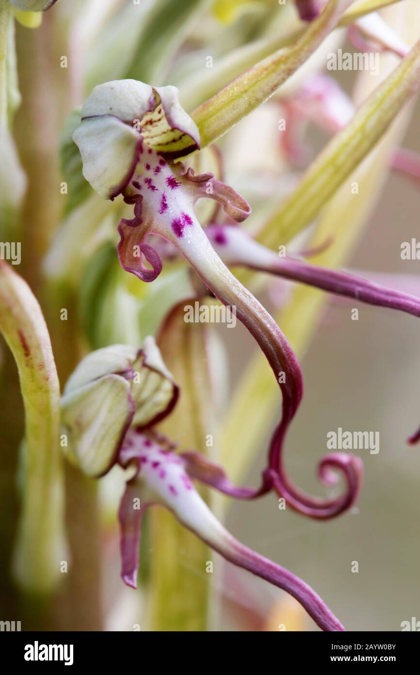 lizard orchid (Himantoglossum hircinum), two flowers, France, Brittany Stock Photo