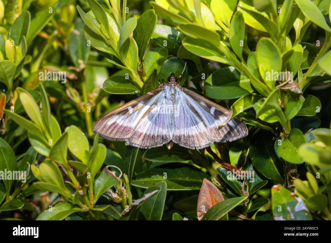 Box Tree Moth (Glyphodes perspectalis, Cydalima perspectalis, Phacellura advenalis, Neoglyphodes perspectalis), imago on boxwoods, Germany, Bavaria Stock Photo