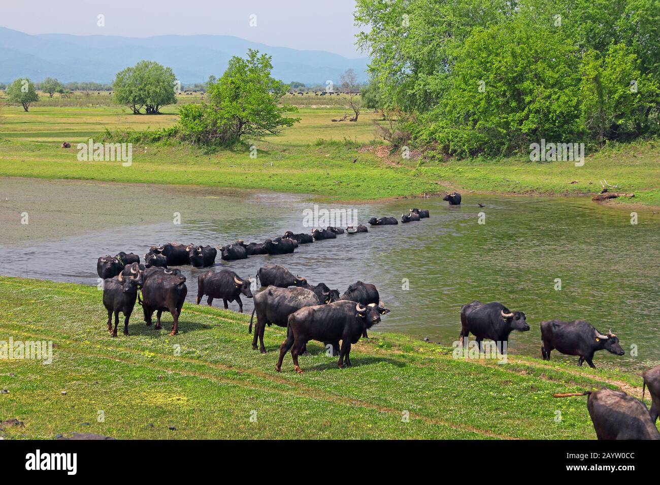 Asian water buffaloes, anoas (Bubalus spec.), herd crossing stretch of water, Greece, Lake Kerkini Stock Photo