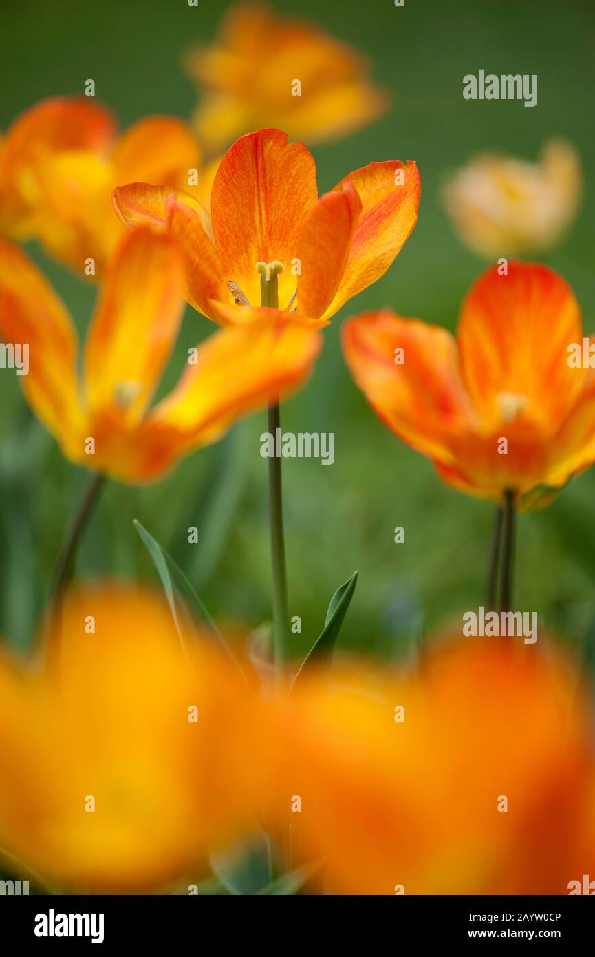 common garden tulip (Tulipa 'General de Wet', Tulips General de Wet), cultivar General de Wet Stock Photo