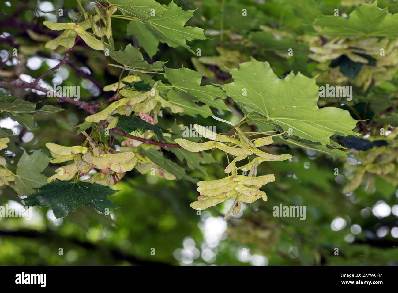 Norway maple (Acer platanoides), leaves and fruits, Germany Stock Photo