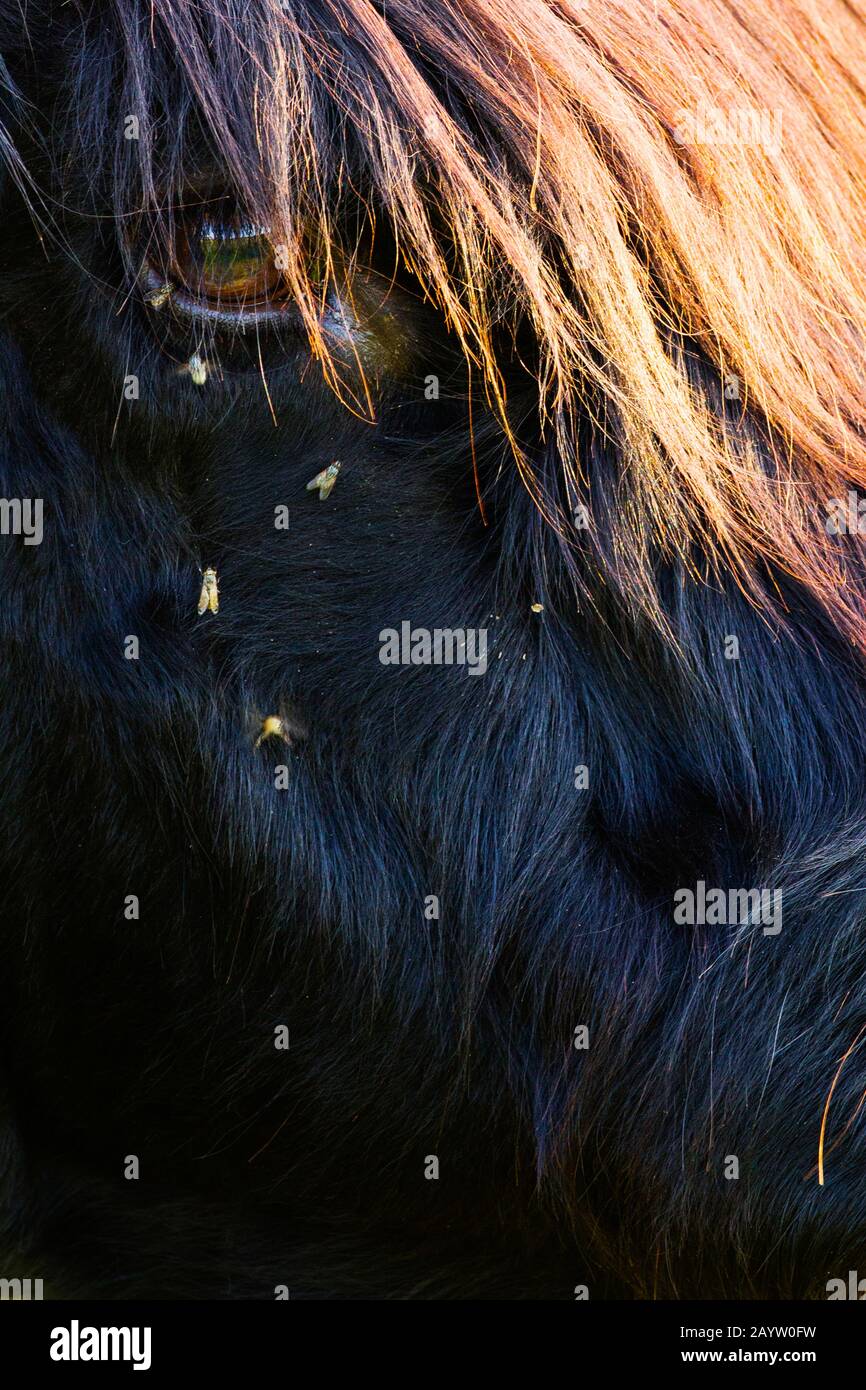 Scottish Highland Cattle, Kyloe, Highland cow, Heelan coo (Bos primigenius f. taurus), section of a portrait, Netherlands, South Holland, Berkheide Stock Photo