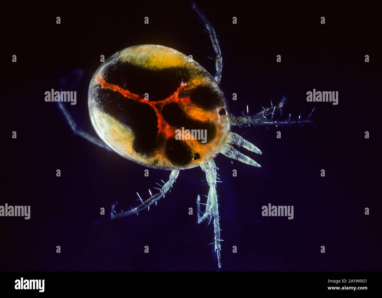 Water mite hires stock photography and images Alamy