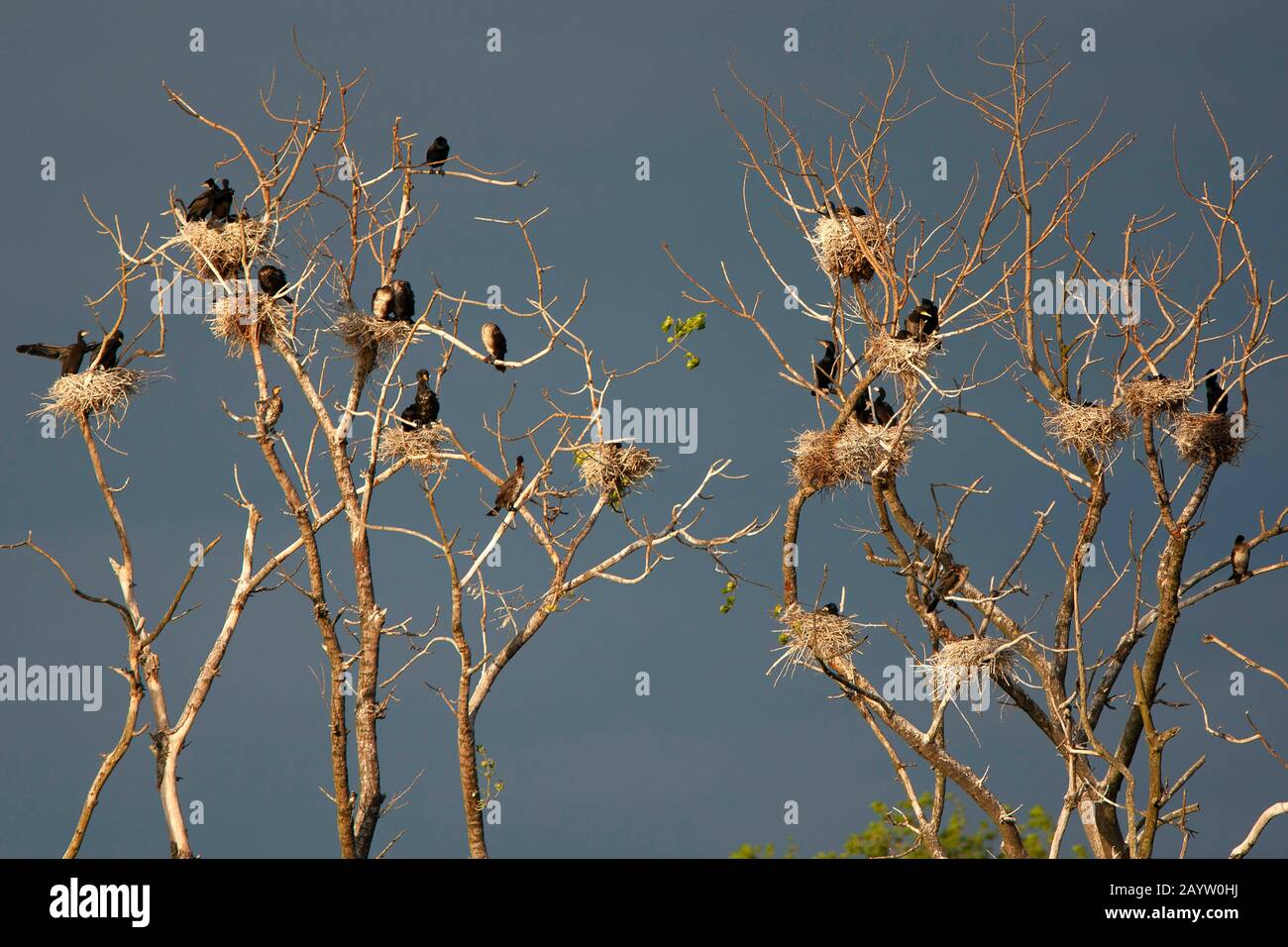 great cormorant (Phalacrocorax carbo), colony on trees, Netherlands, Naardermeer, Naarden Stock Photo