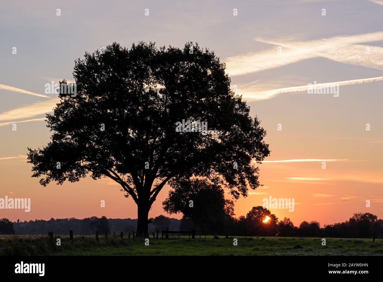 single oak at the Dingden Heath at sunrise, Germany, North Rhine-Westphalia, NSG Dingdener Heide Stock Photo