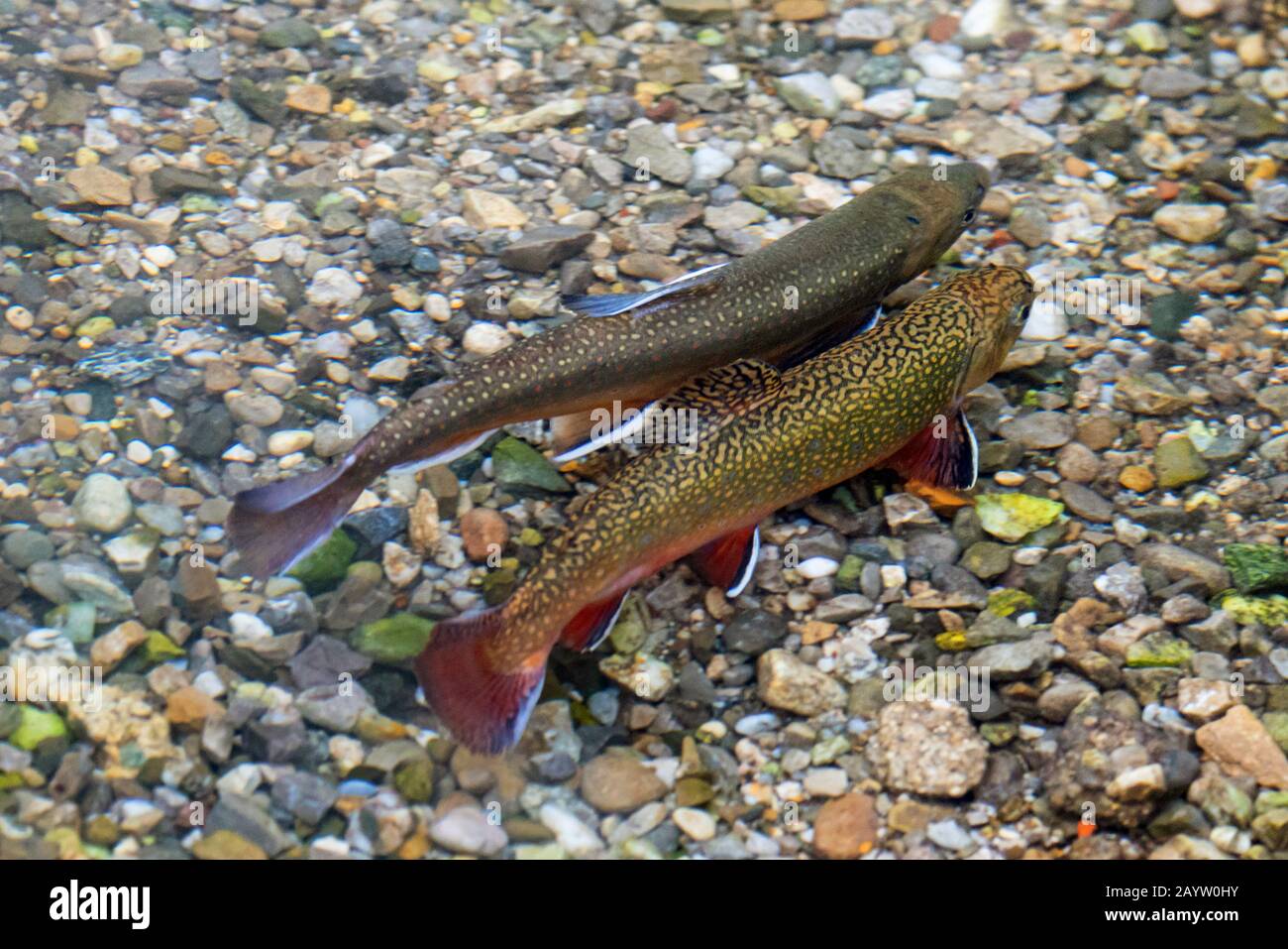 brook trout, brook char, brook charr (Salvelinus fontinalis), pair over spawning substrate Stock Photo