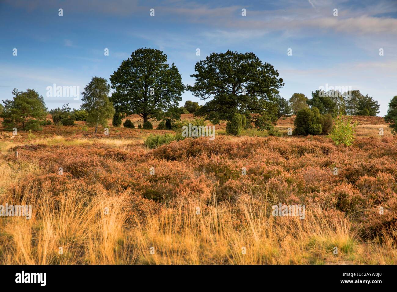 Luneburg Heath in late summer, Germany, Lower Saxony, Lueneburger Heide, Undeloh Stock Photo