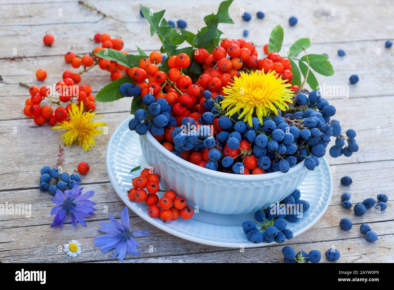 bowl with mountain grapes and rowan tree berries, decoratet with flowers of dandelion and blue sailors, Germany Stock Photo