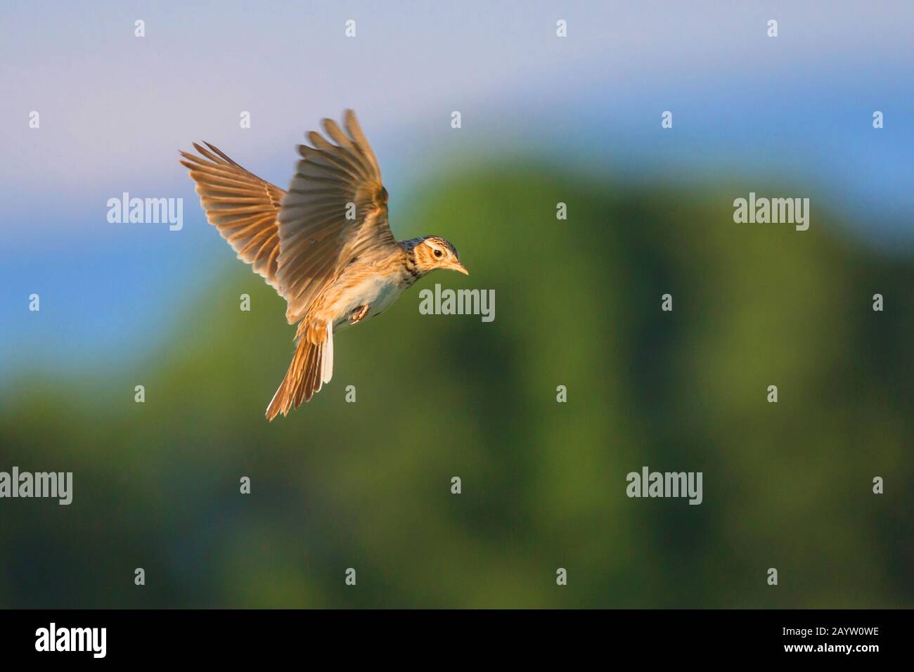 Eurasian sky lark (Alauda arvensis), in flight, side view, Germany ...