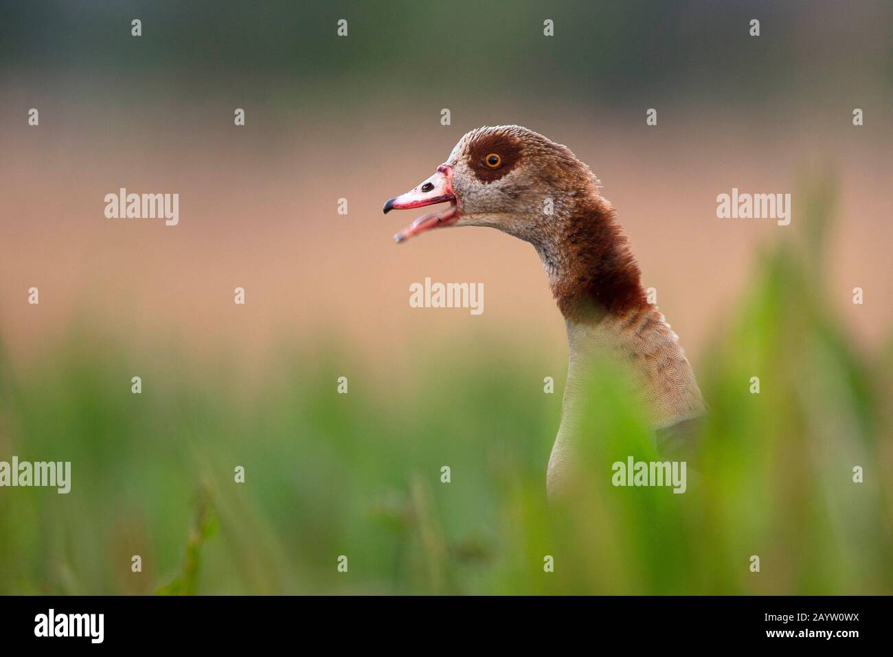 Aggressive invasive species hi-res stock photography and images - Alamy