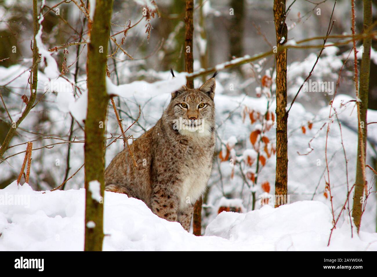 Eurasian lynx (Lynx lynx), in winter forest, Germany, North Rhine ...