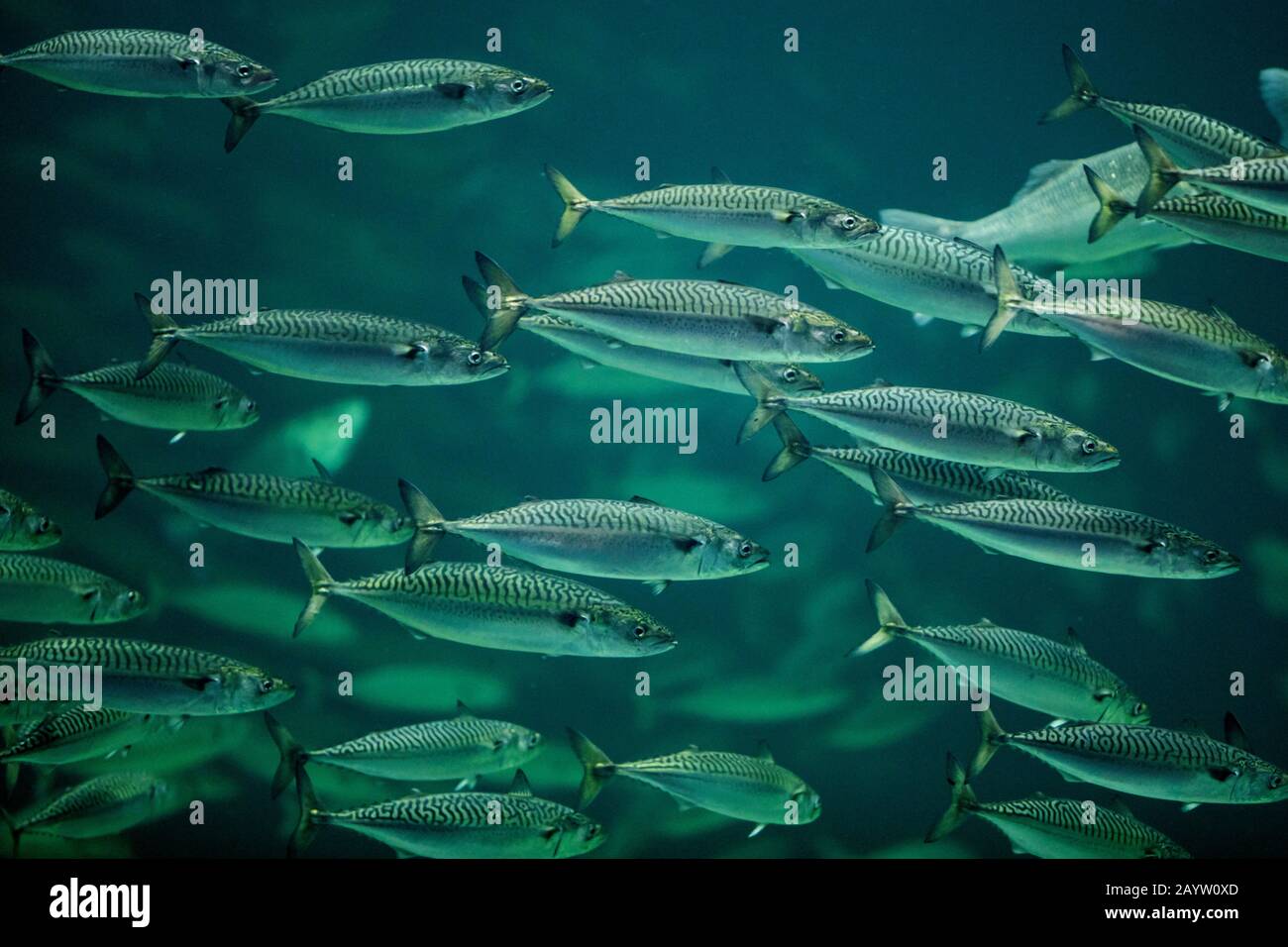 Atlantic mackerel, common mackerel (Scomber scombrus), shoal Stock Photo