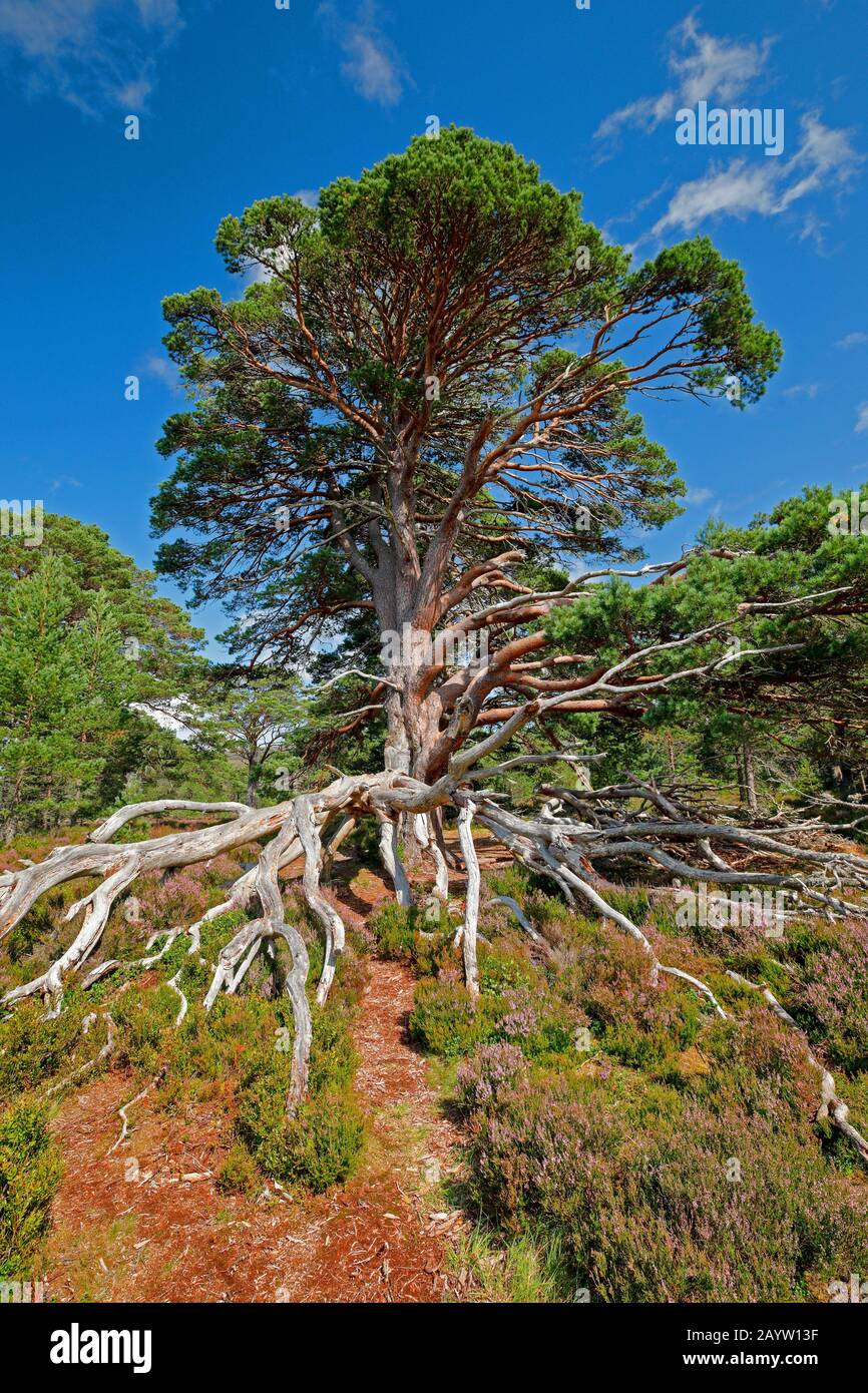 Scotch pine, Scots pine (Pinus sylvestris), old pine with uncovered roots in blooming heath, United Kingdom, Scotland, Cairngorms National Park Stock Photo