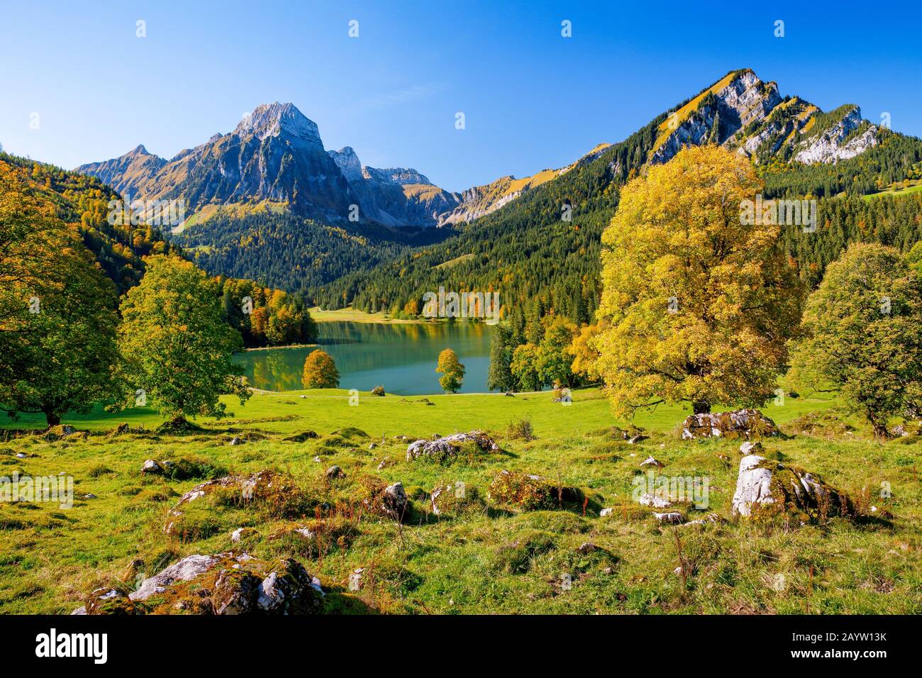 sycamore maple, great maple (Acer pseudoplatanus), lake Obersee and Bruennelistock in autumn, Switzerland, Glarner Alpen, Glarus Stock Photo