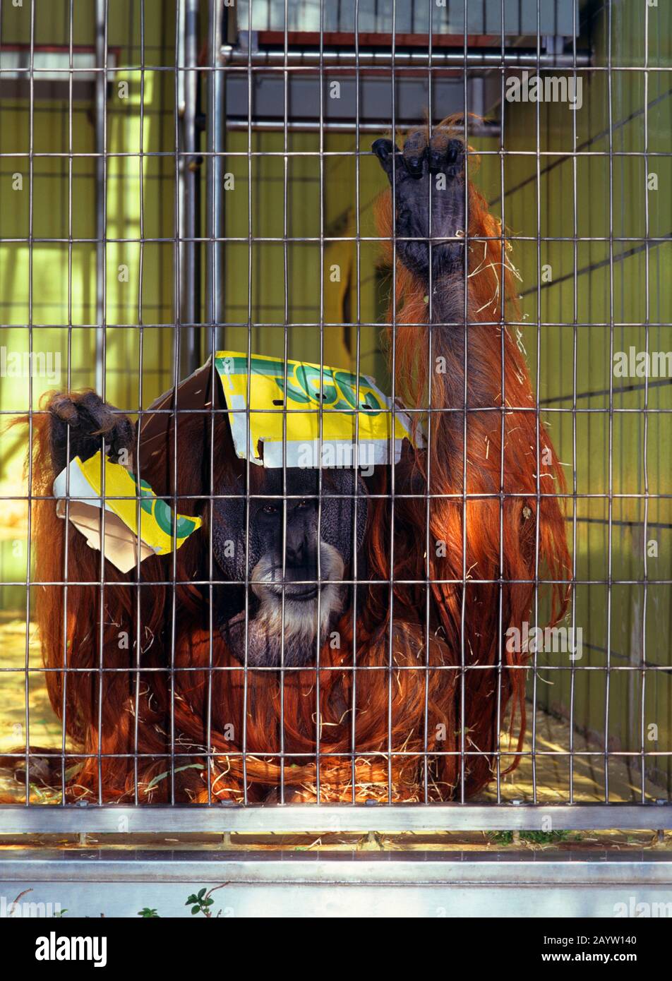 Bornean orangutan (Pongo pygmaeus pygmaeus), in a cage of a reintroduction project , Malaysia, Borneo Stock Photo